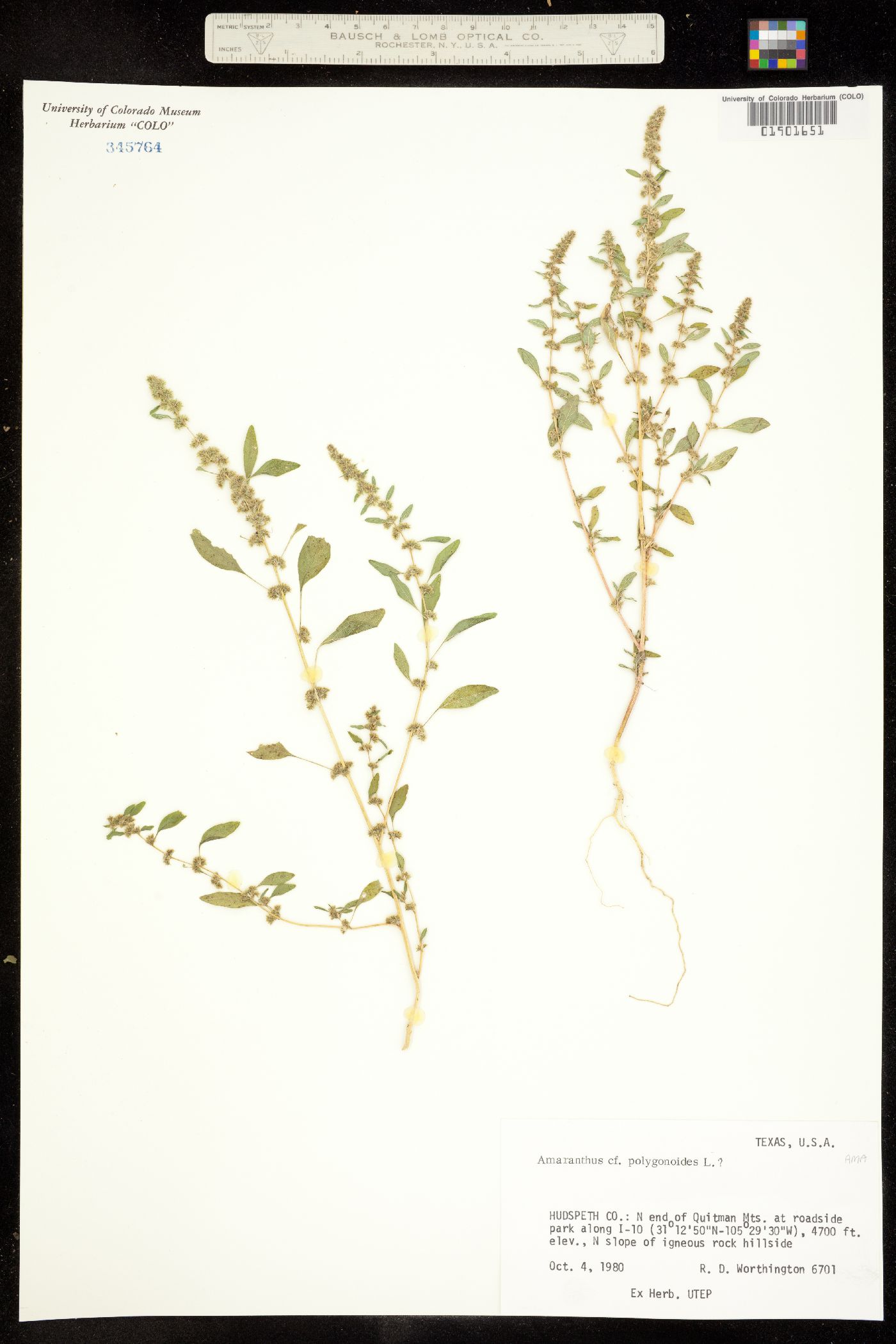 Amaranthus polygonoides image