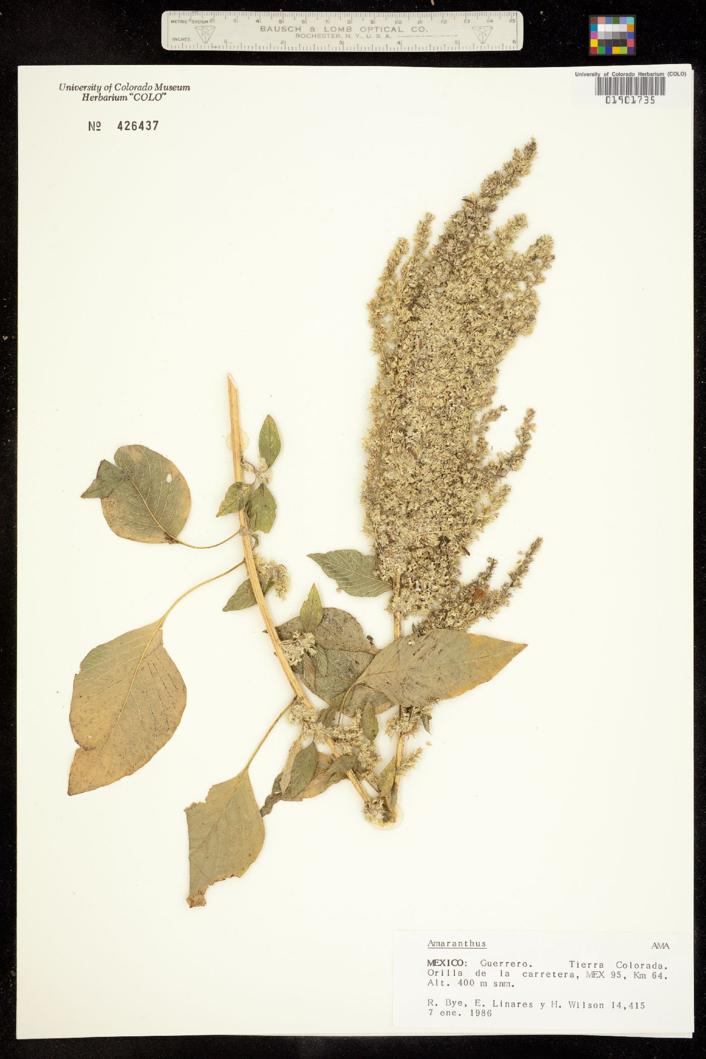 Amaranthus image