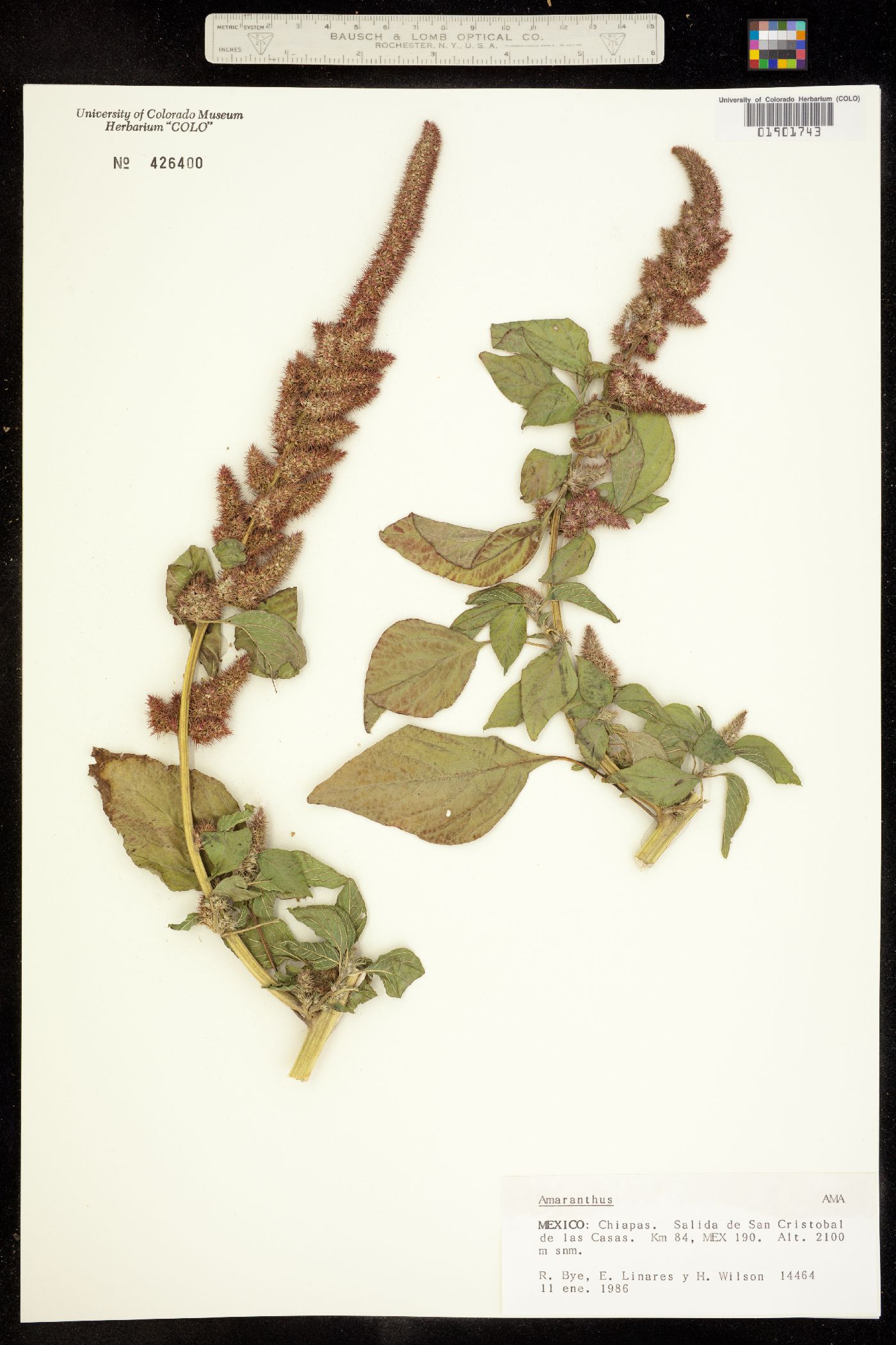 Amaranthus image