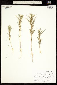 Amaranthus wrightii image