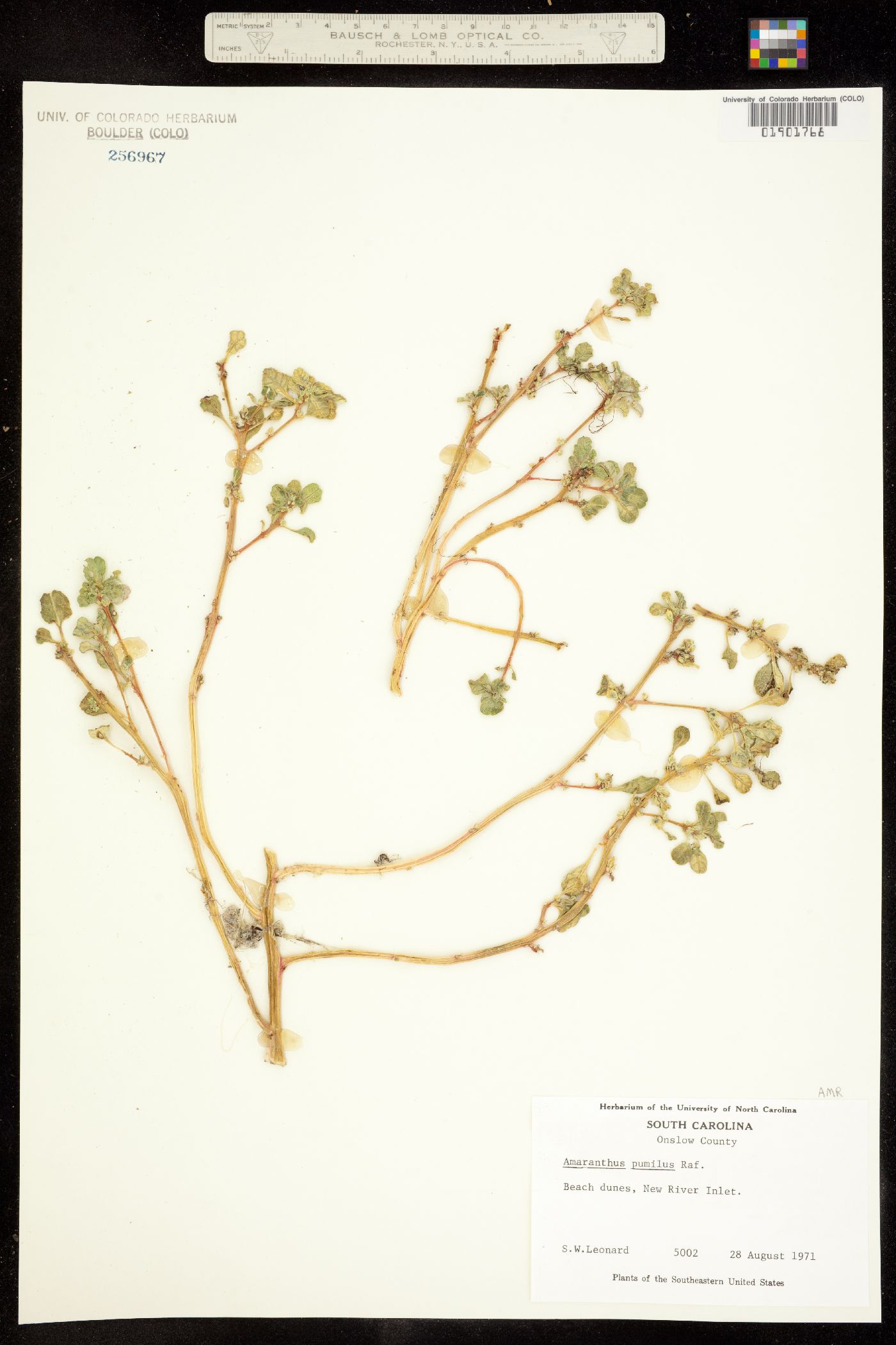 Amaranthus pumilus image