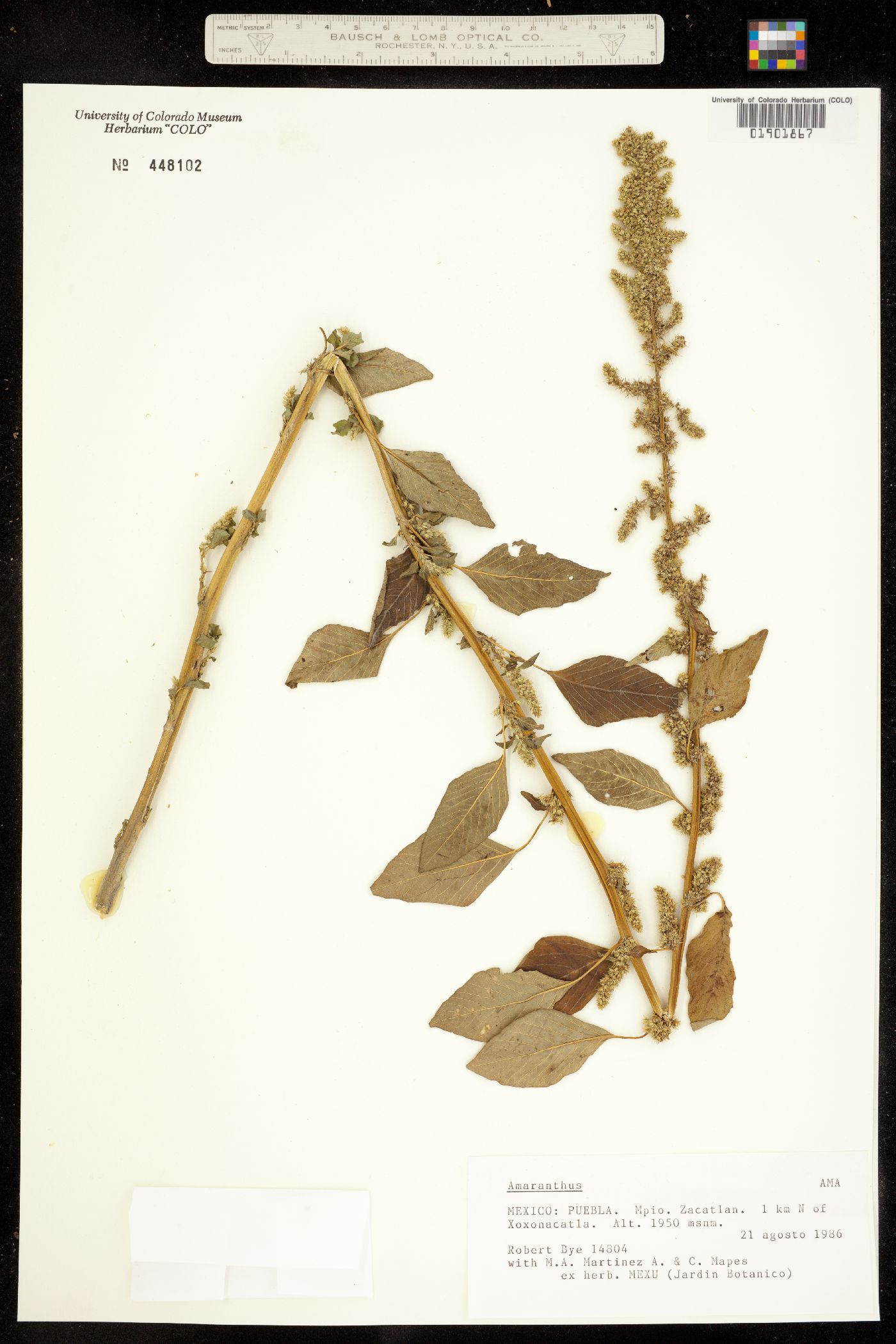 Amaranthaceae image
