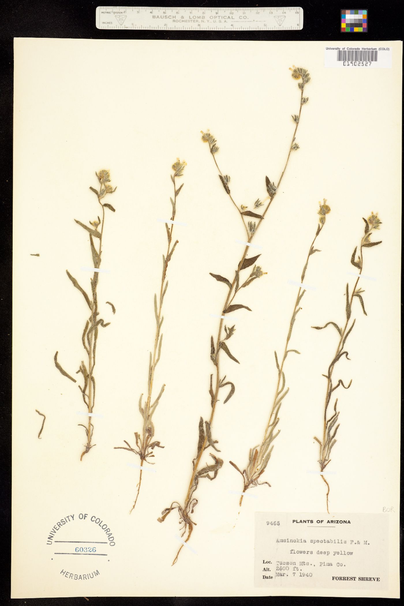 Amsinckia spectabilis image