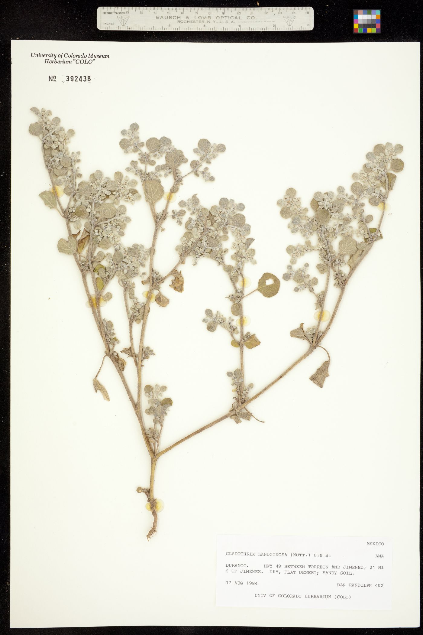 Tidestromia lanuginosa image