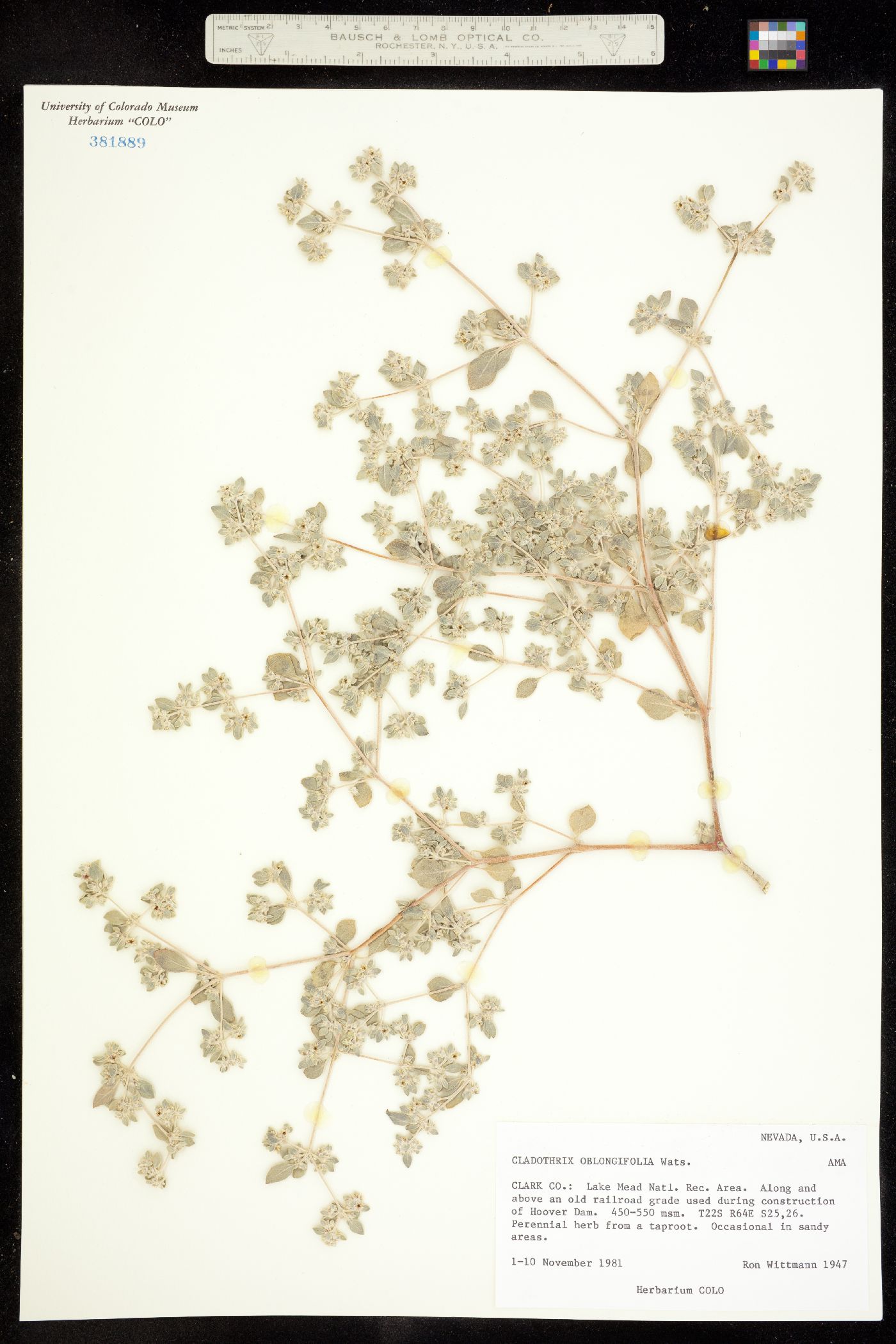 Cladothrix oblongifolia image
