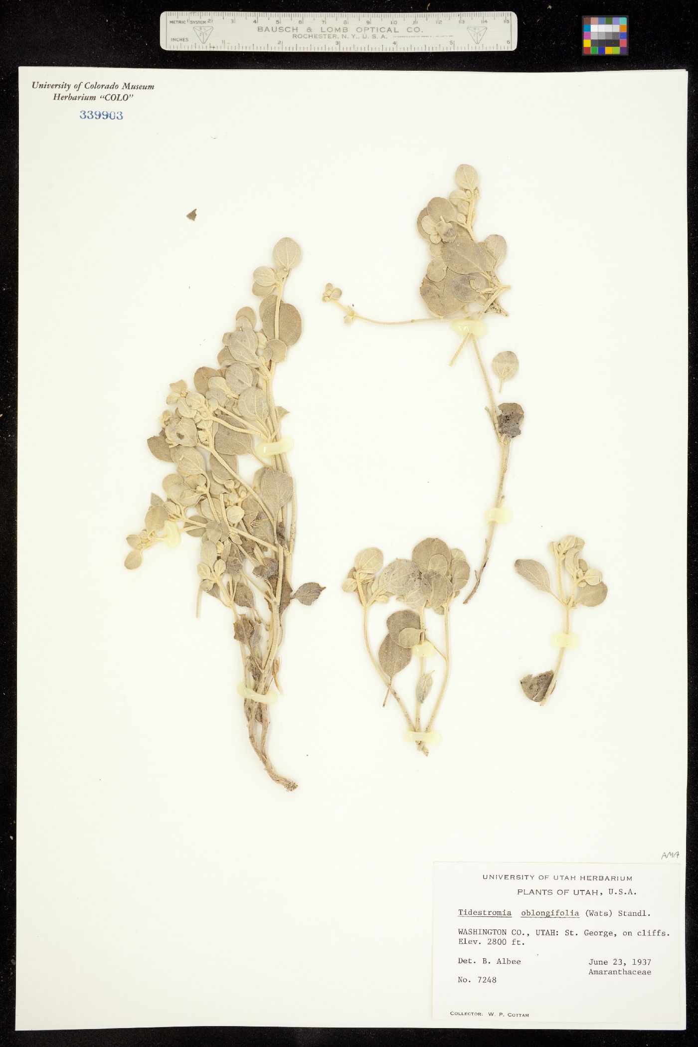 Cladothrix oblongifolia image