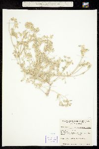 Cladothrix oblongifolia image