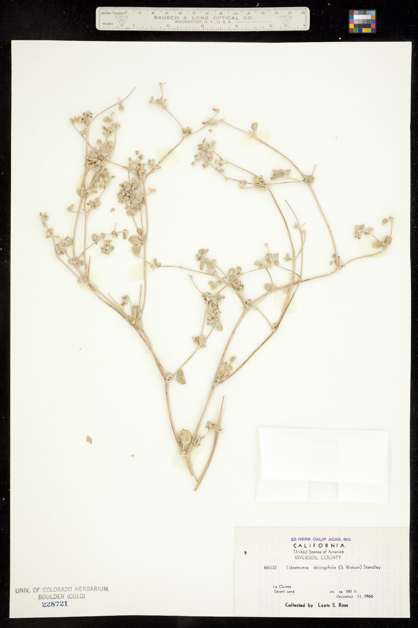 Cladothrix image