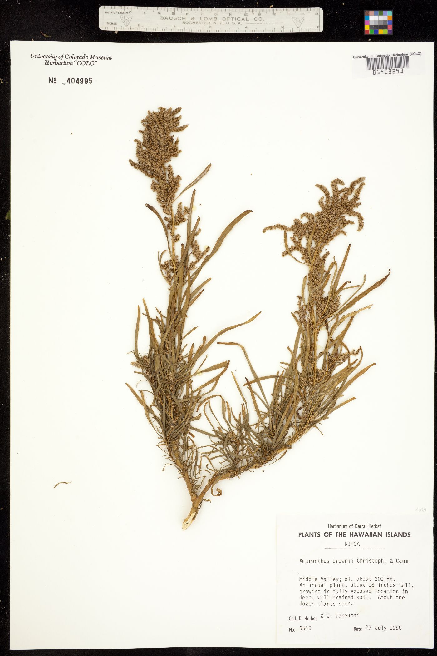 Amaranthus brownii image