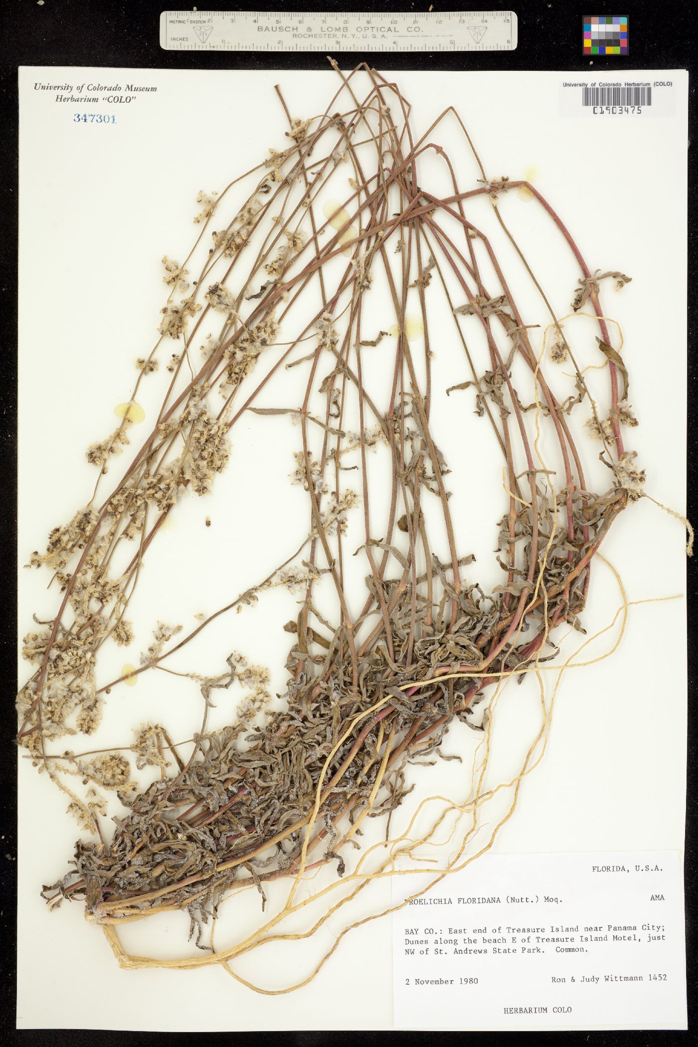 Froelichia floridana image