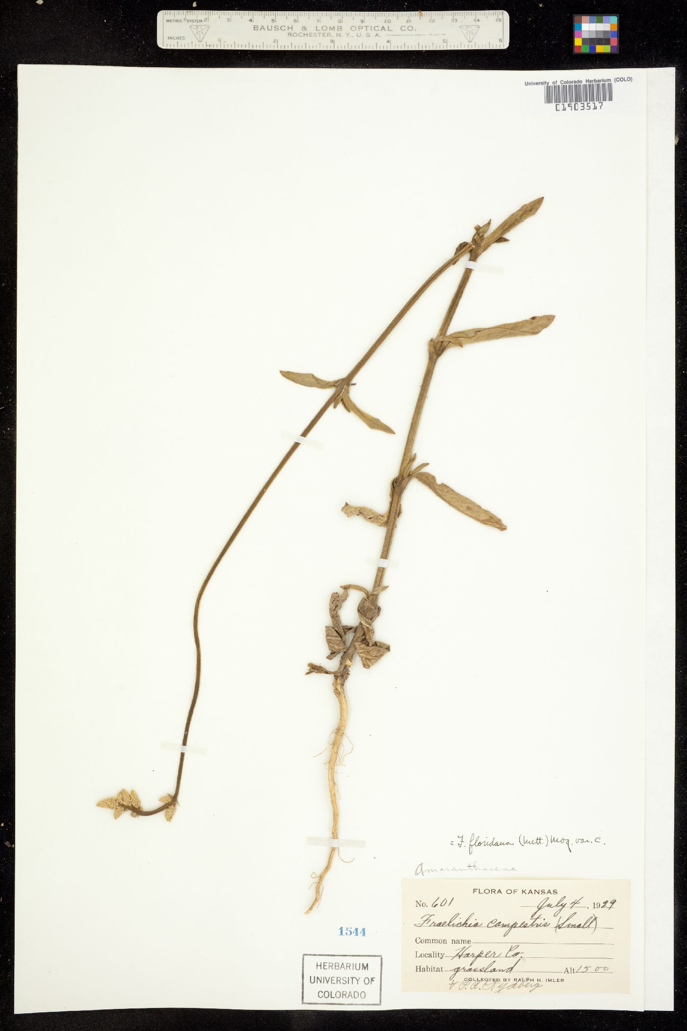Froelichia floridana image