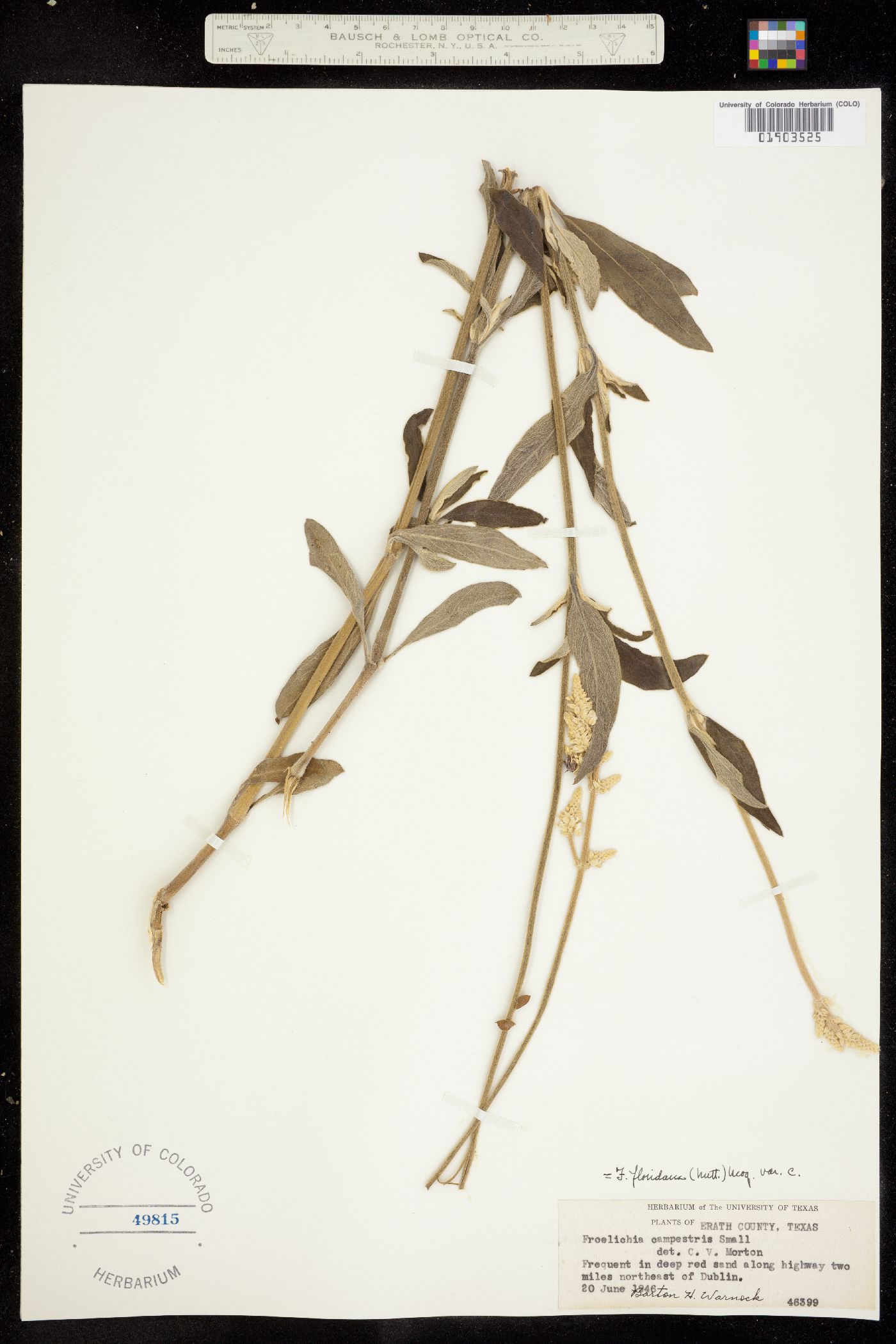 Froelichia floridana image