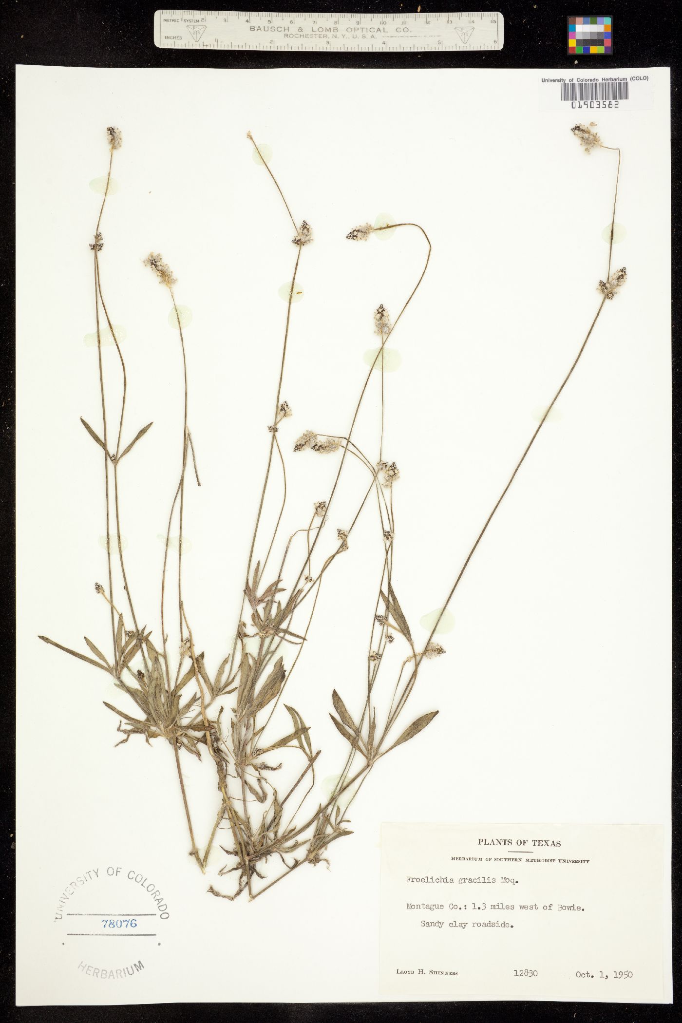 Froelichia gracilis image