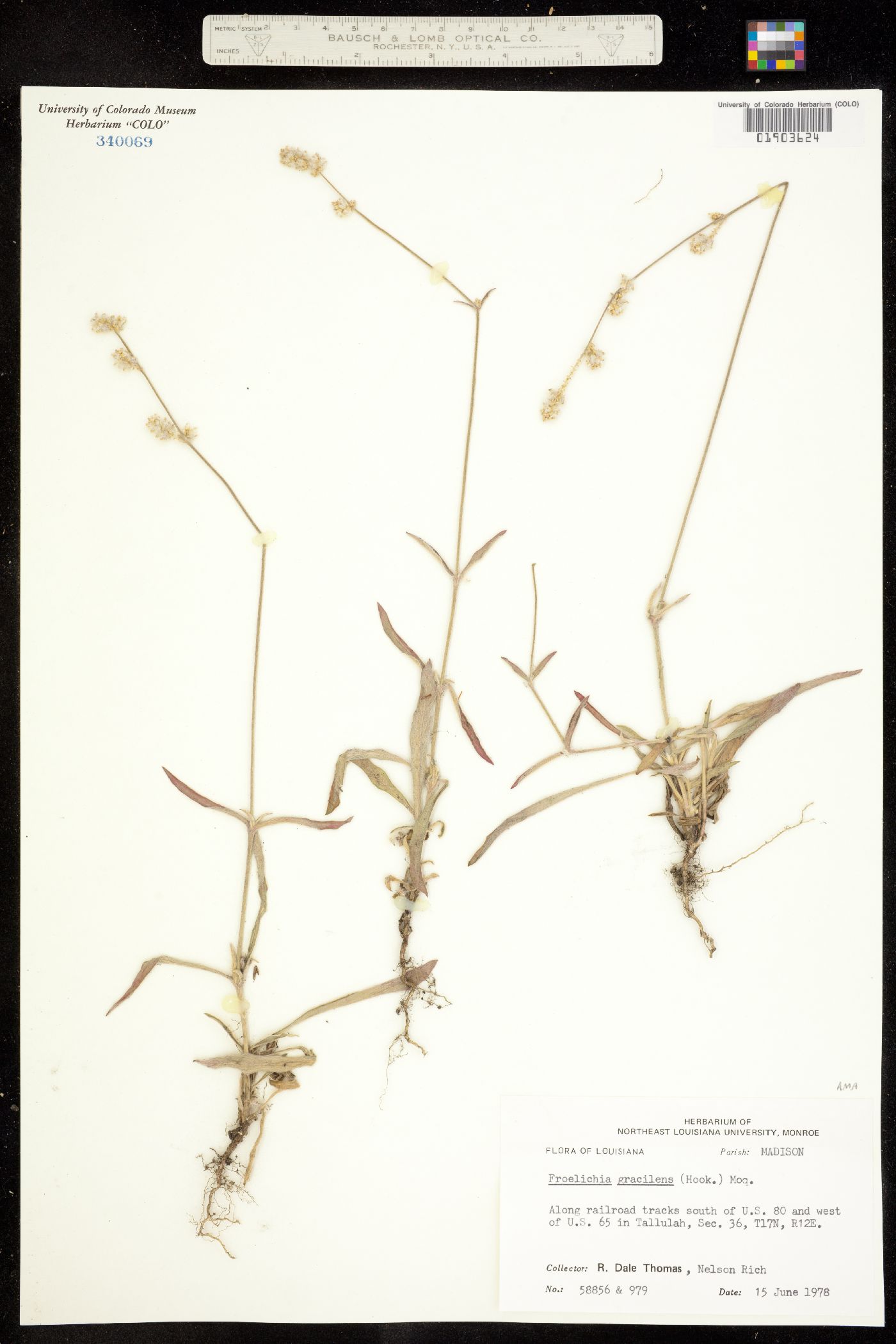 Froelichia gracilis image