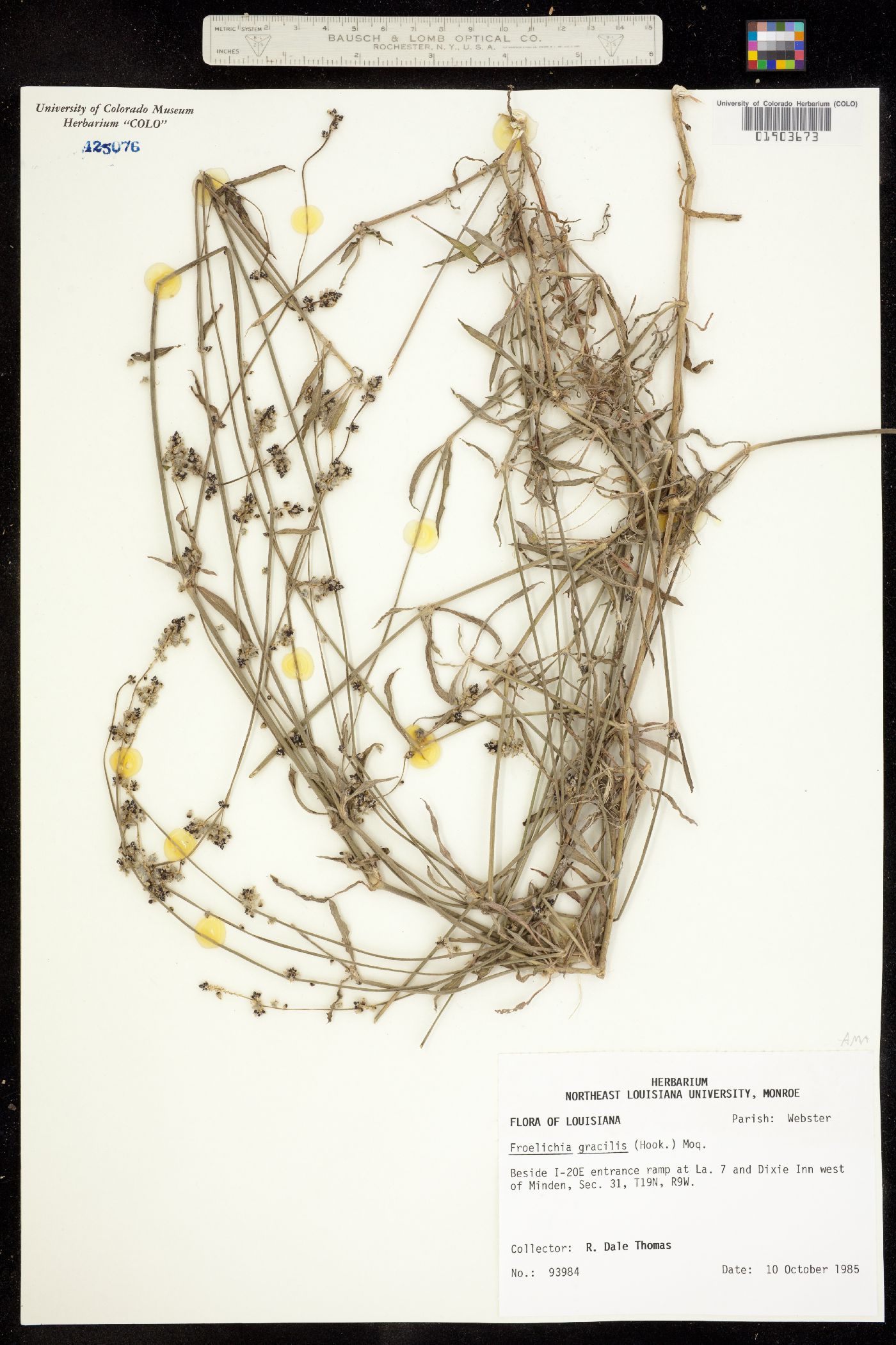 Froelichia gracilis image