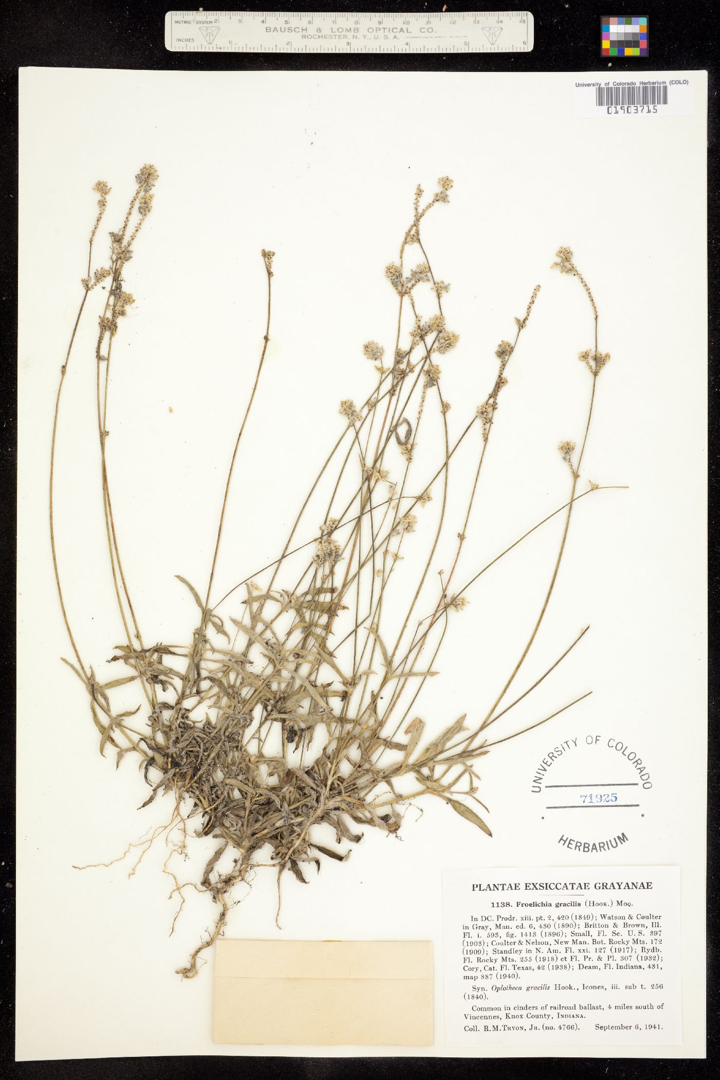 Froelichia gracilis image