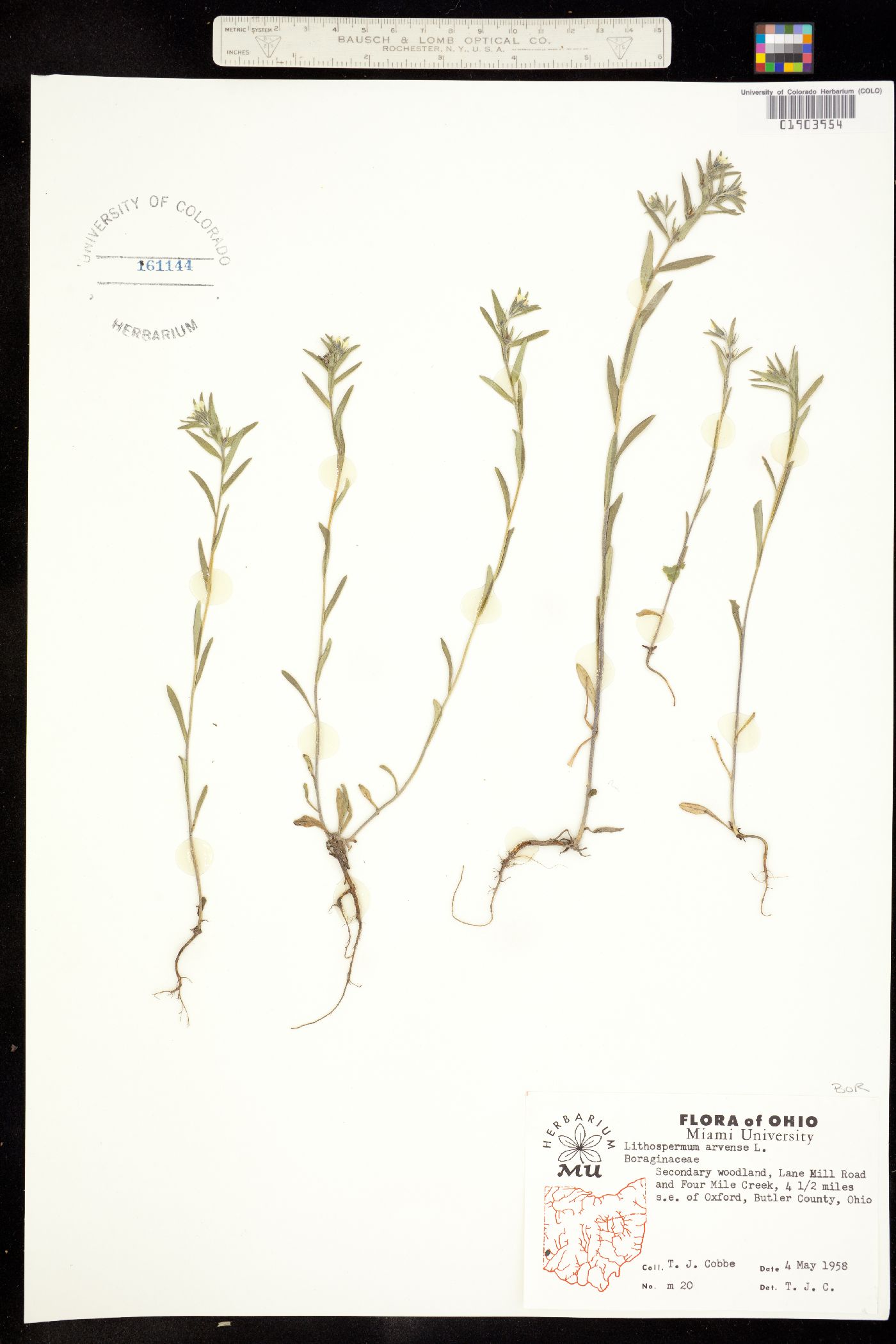 Buglossoides arvensis image