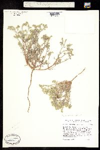 Johnstonella angustifolia image
