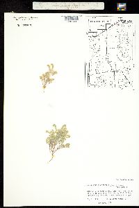 Cryptantha angustifolia image