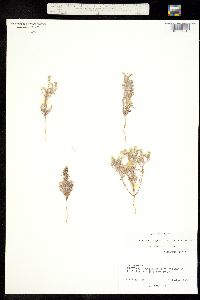 Cryptantha angustifolia image