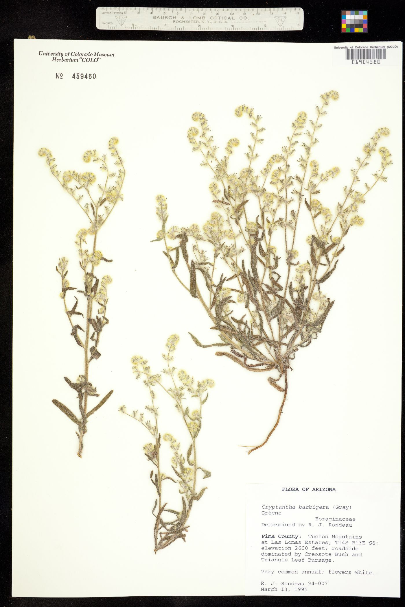 Cryptantha barbigera image