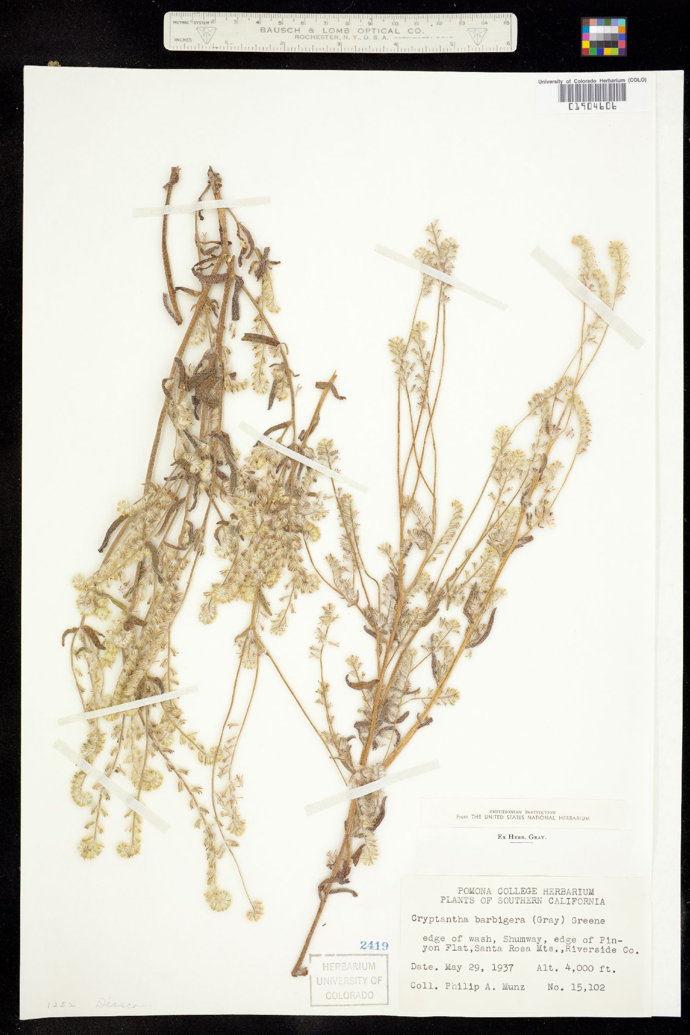 Cryptantha barbigera image