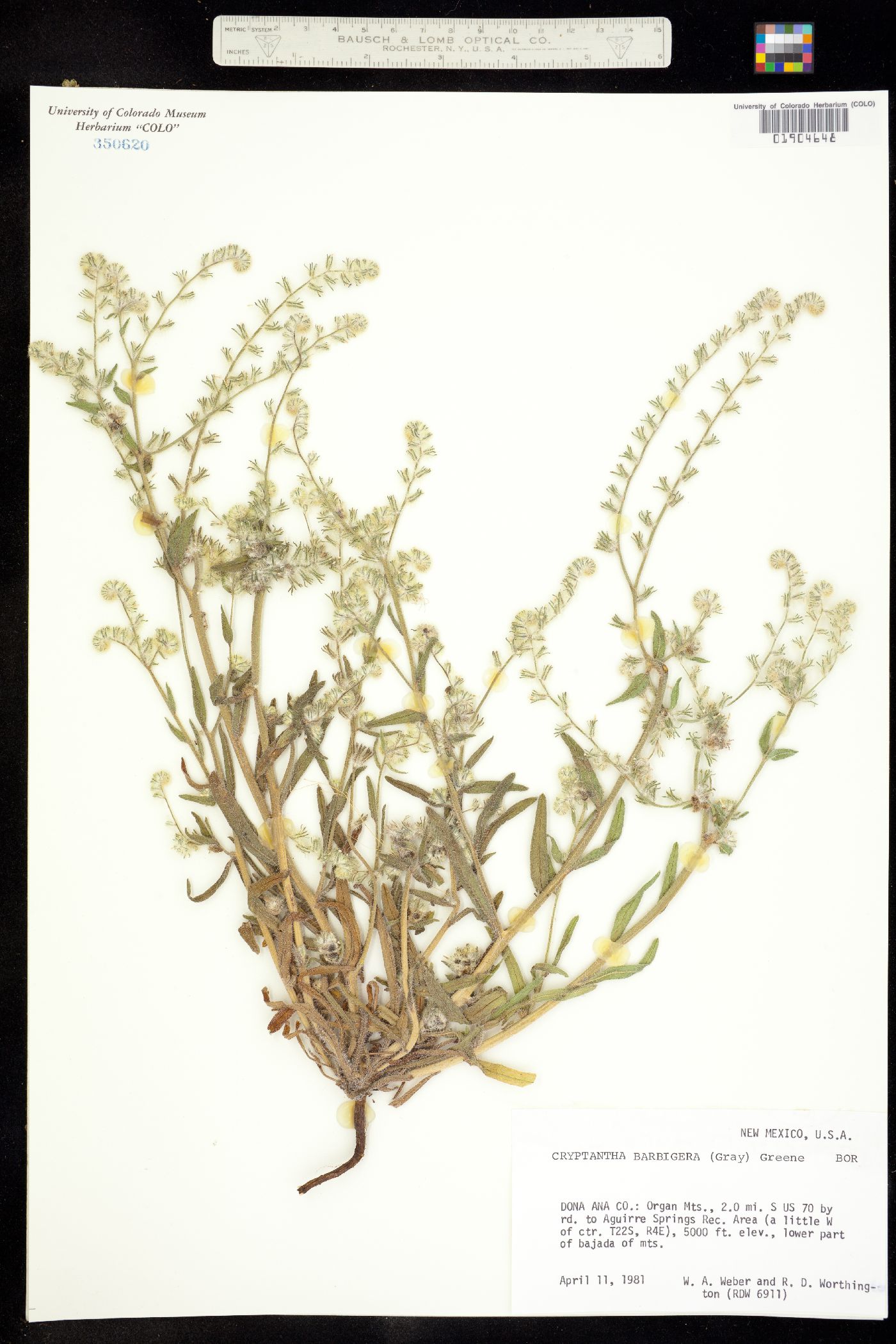 Cryptantha barbigera image