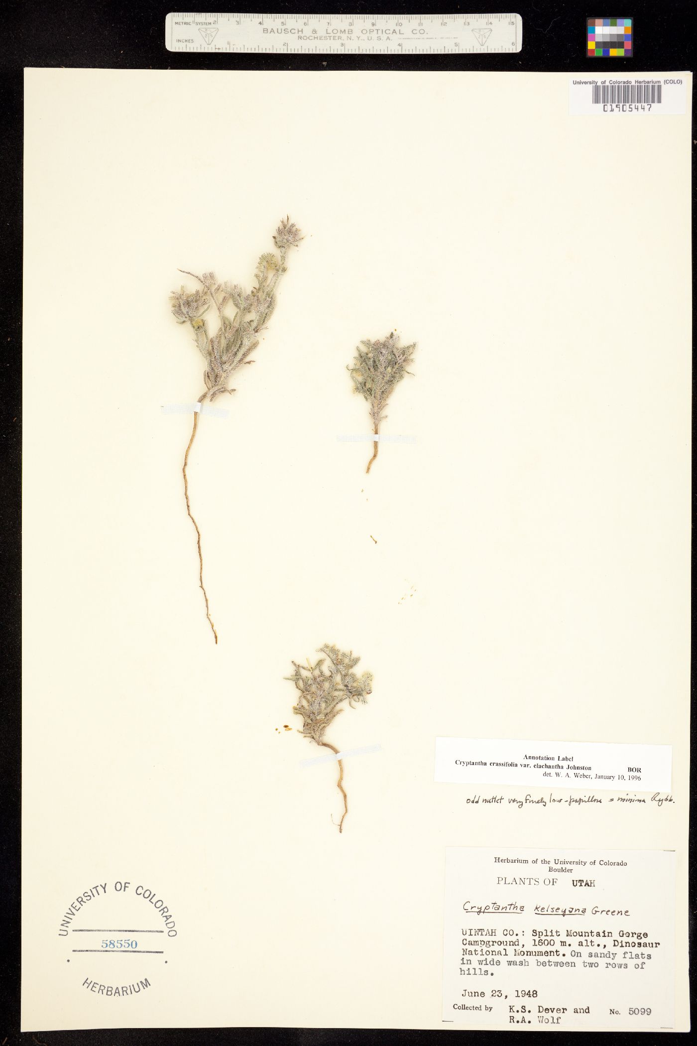 Cryptantha crassisepala image