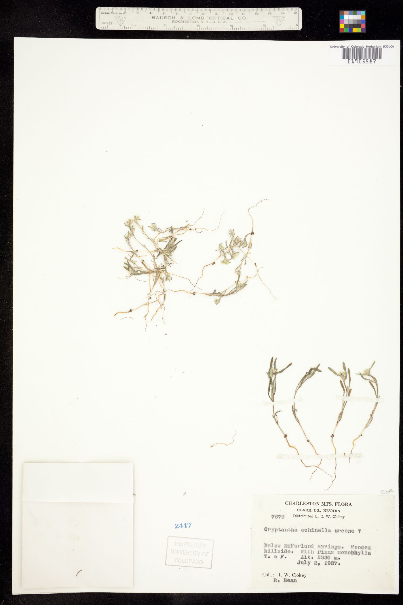 Cryptantha echinella image