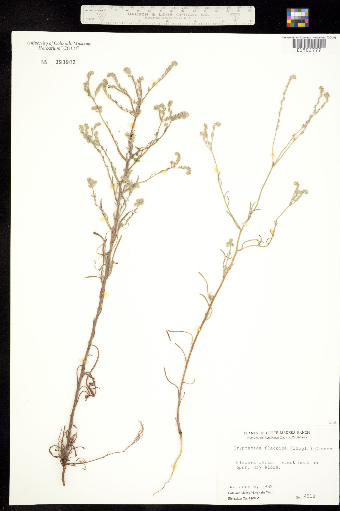 Cryptantha flaccida image