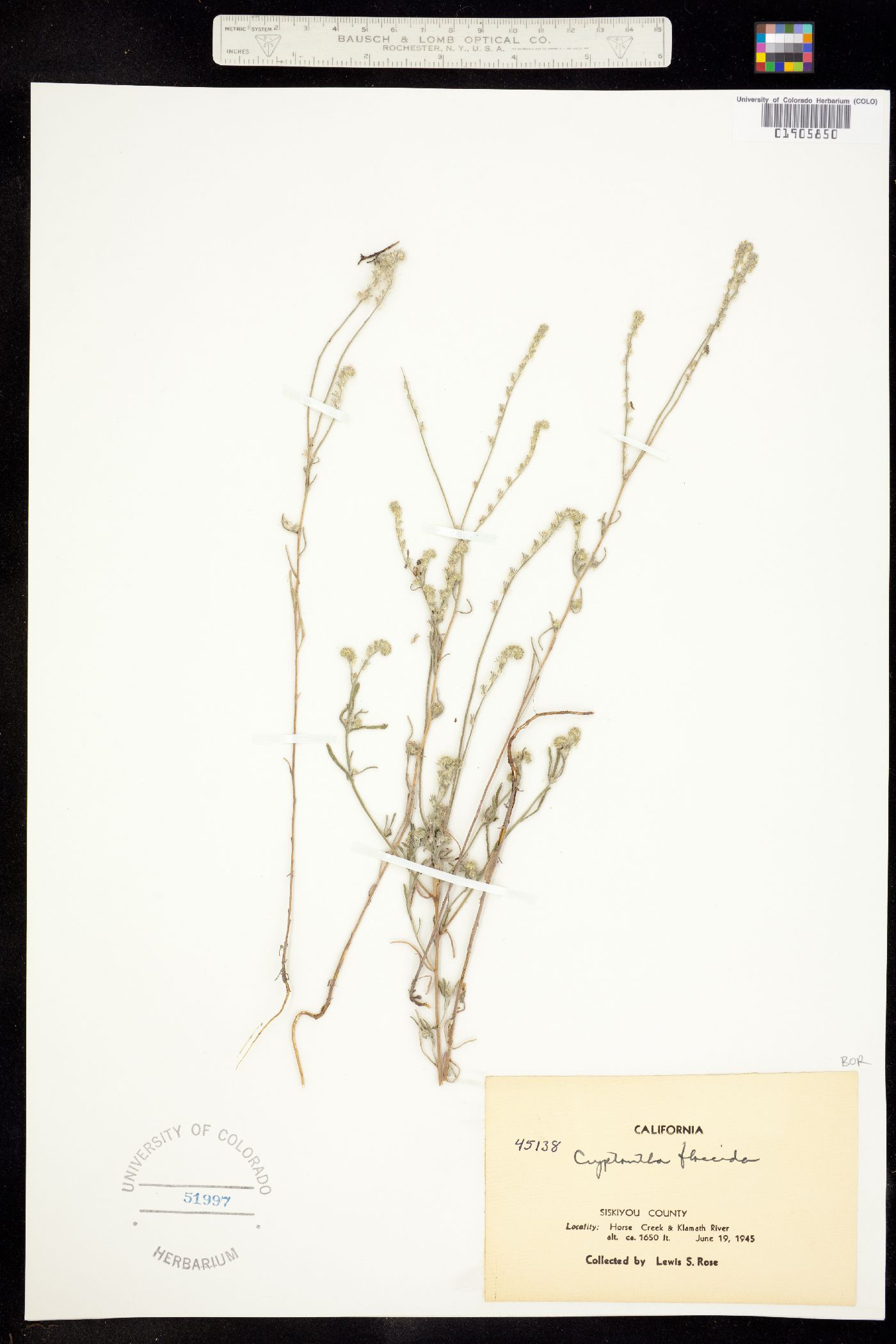 Cryptantha flaccida image