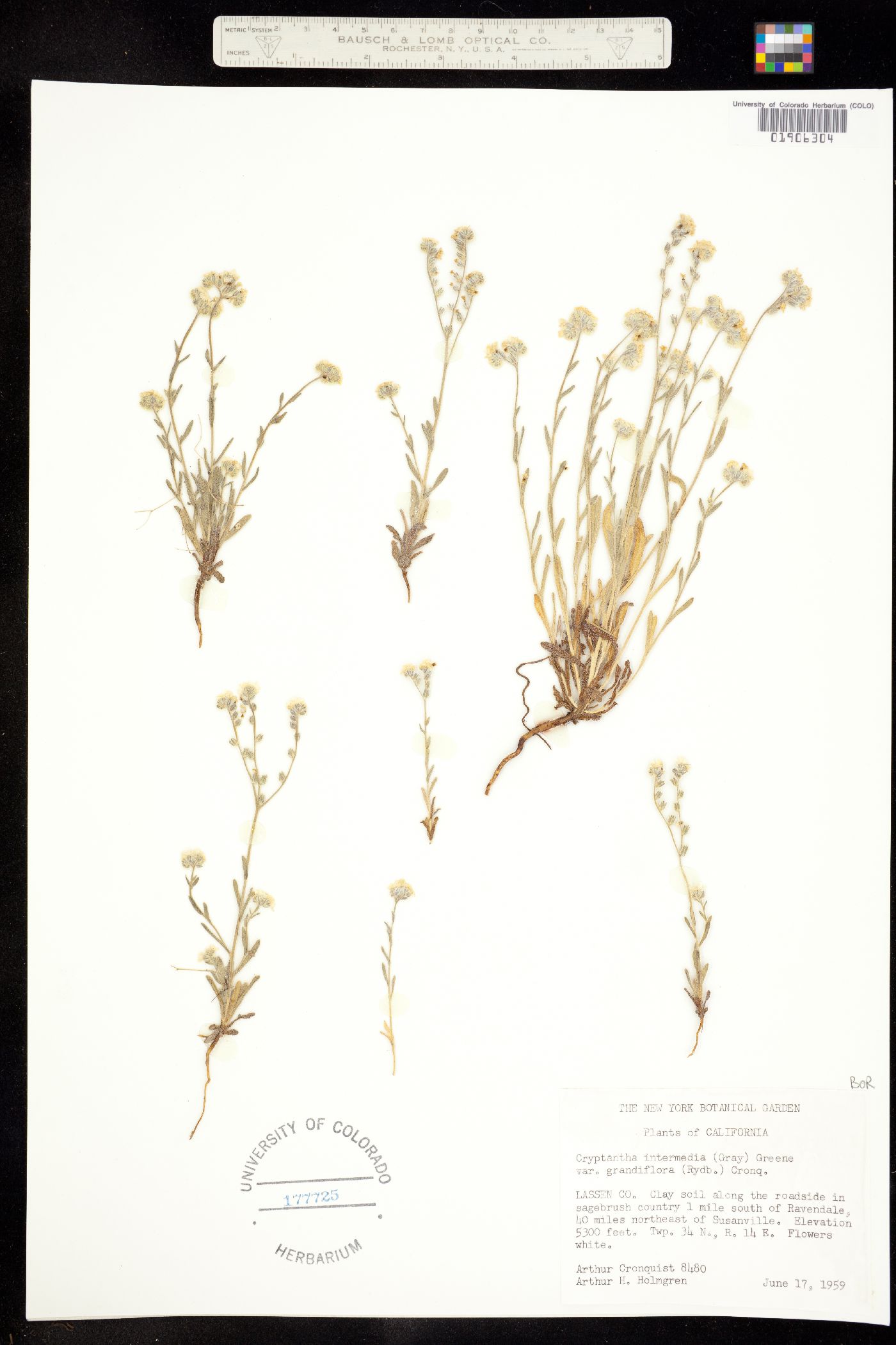 Cryptantha intermedia image
