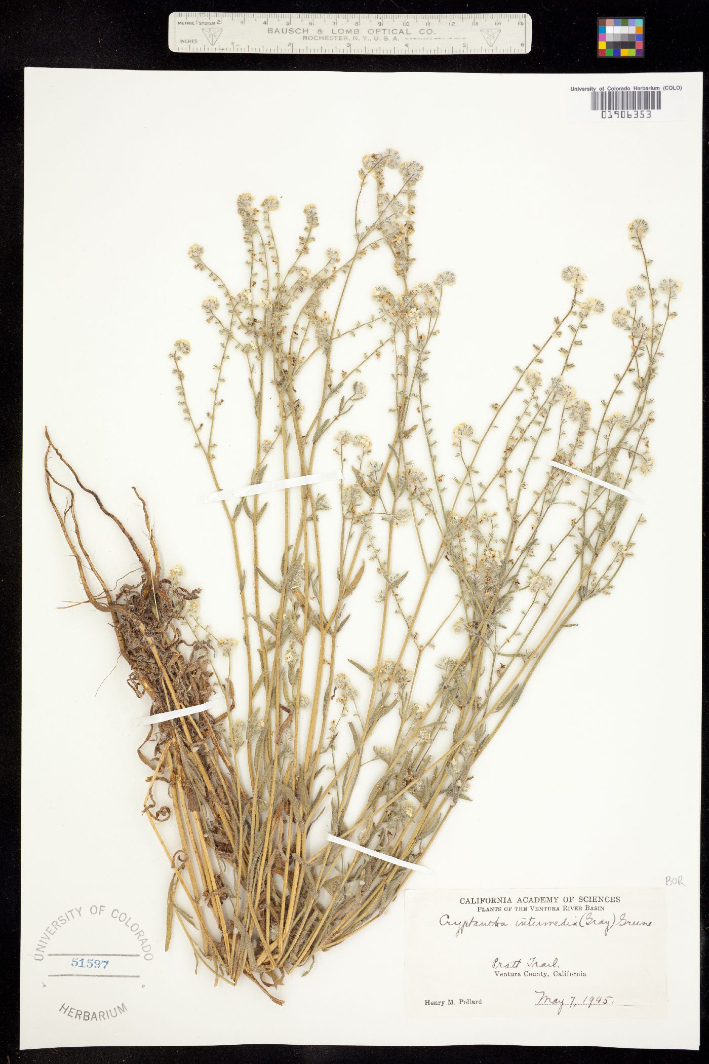 Cryptantha intermedia image