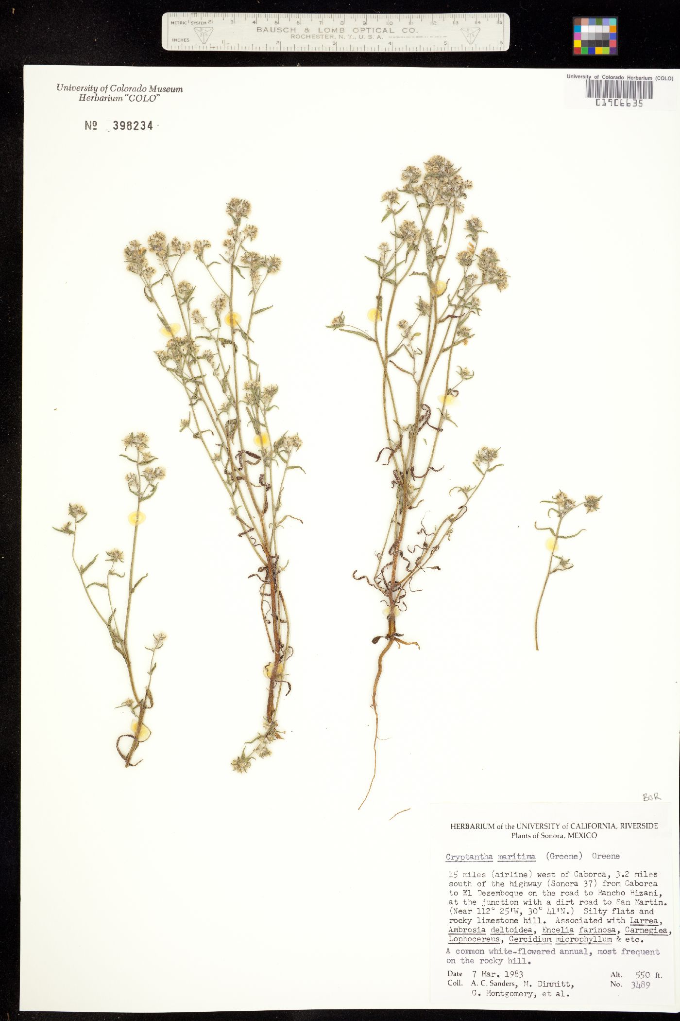 Cryptantha maritima image