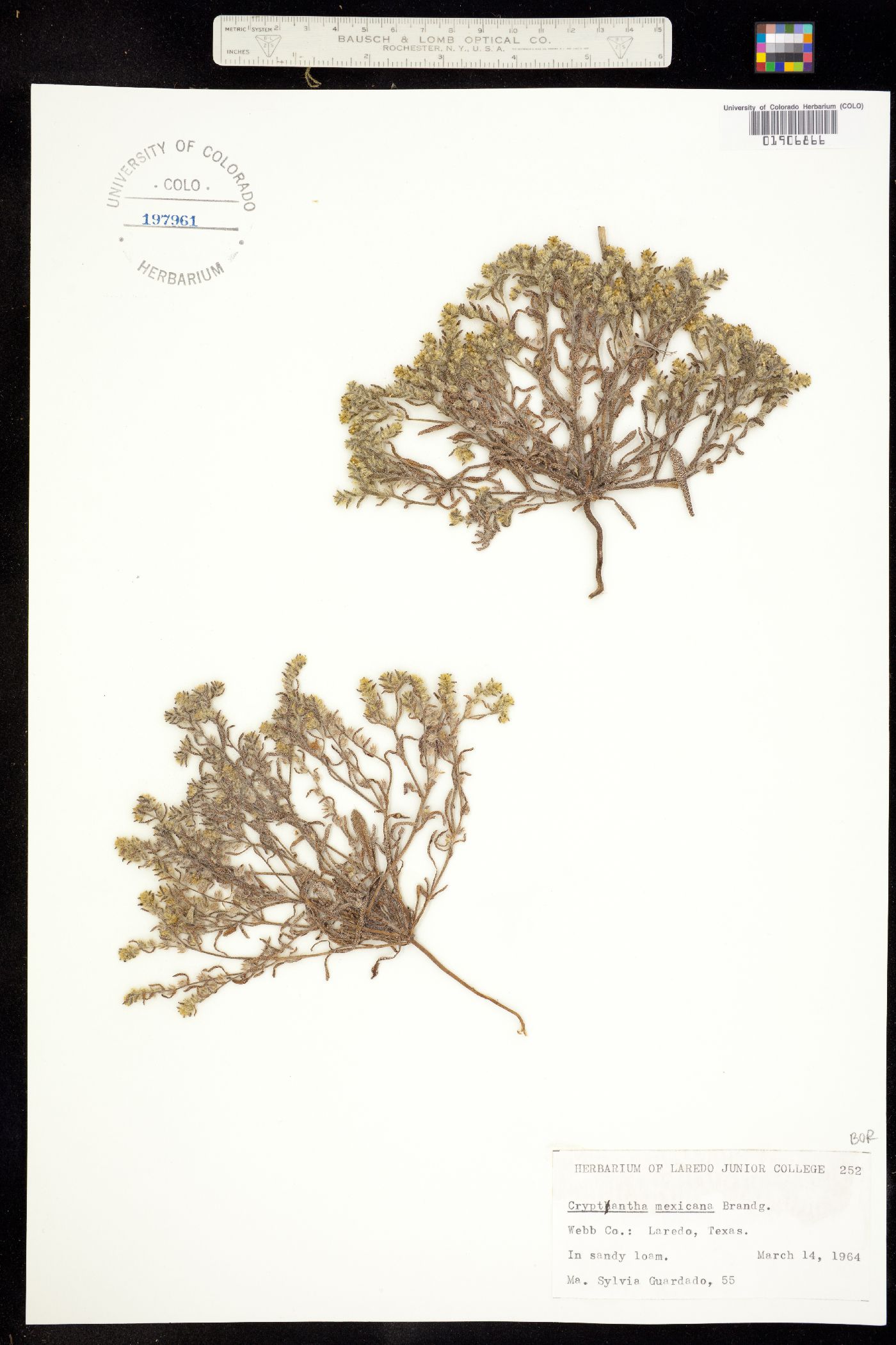 Cryptantha mexicana image