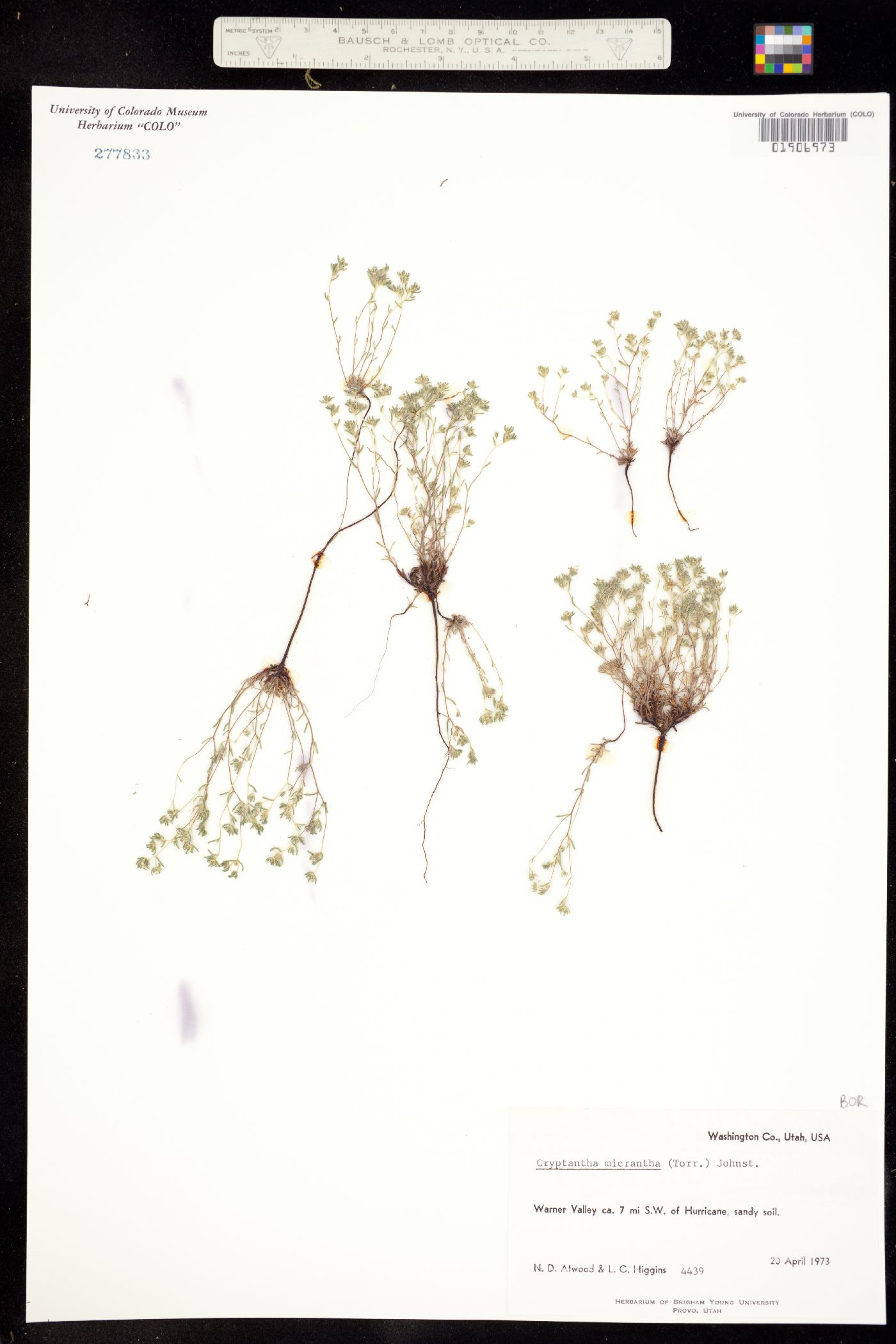 Cryptantha micrantha image