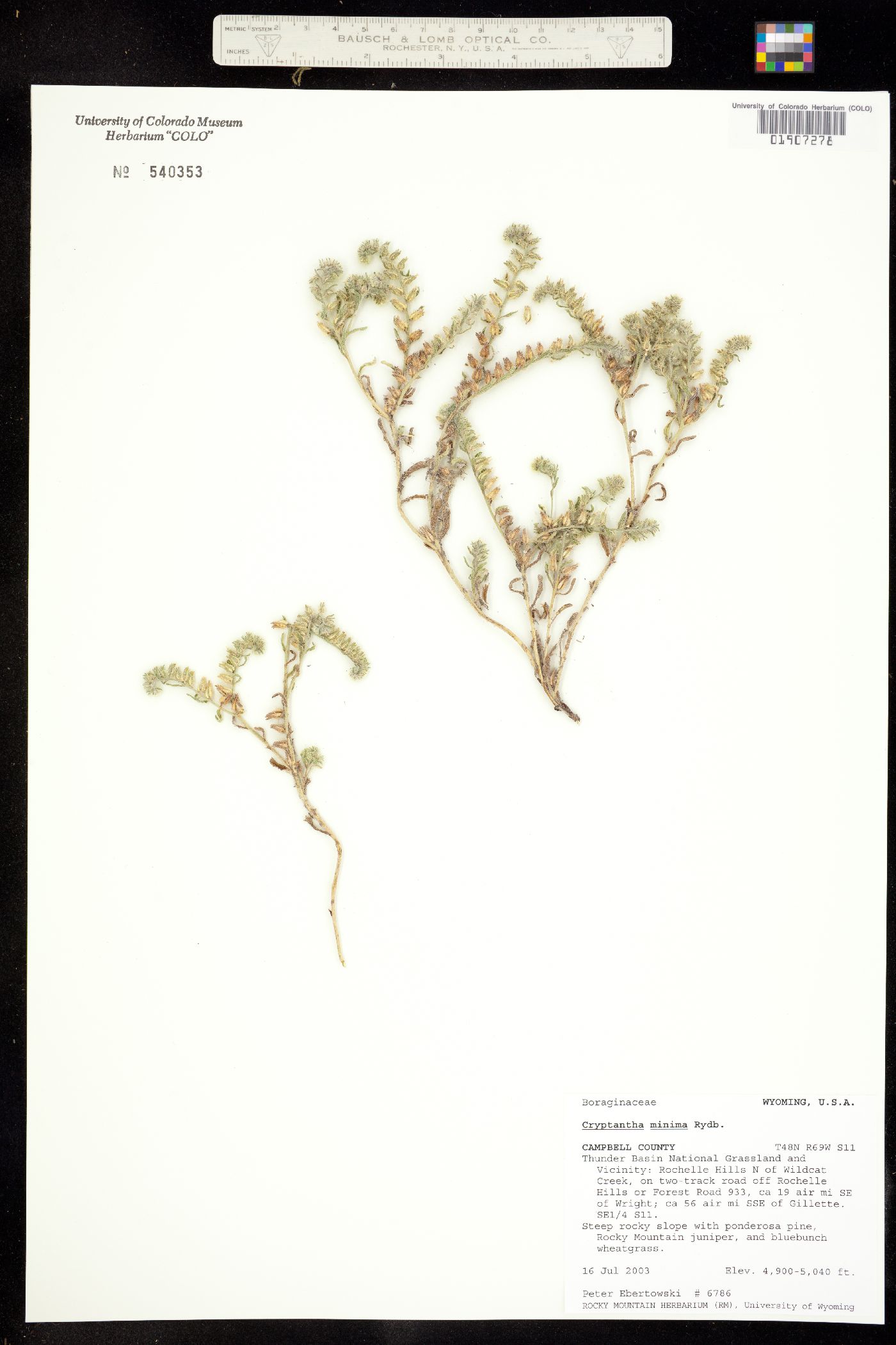 Cryptantha minima image