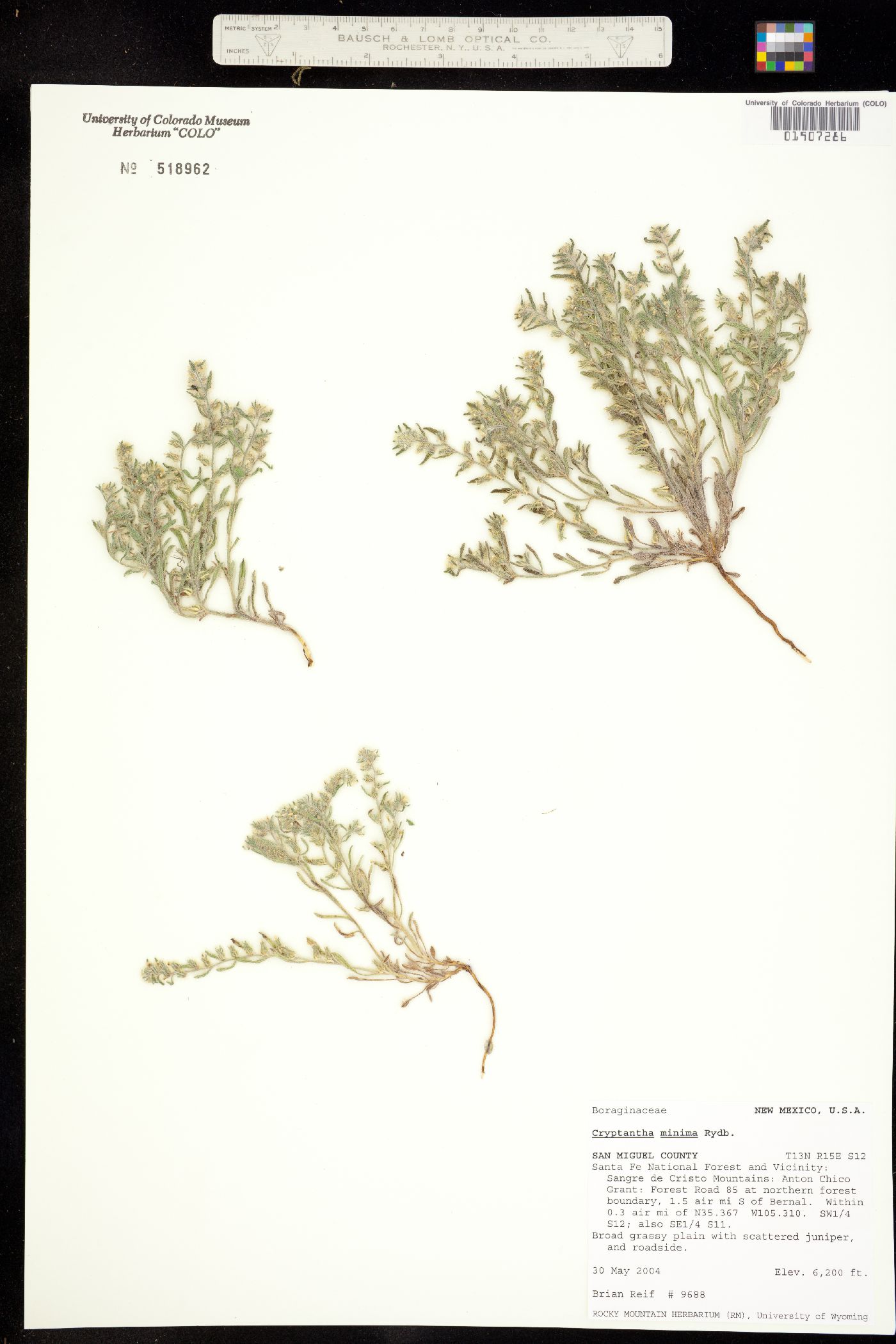 Cryptantha minima image