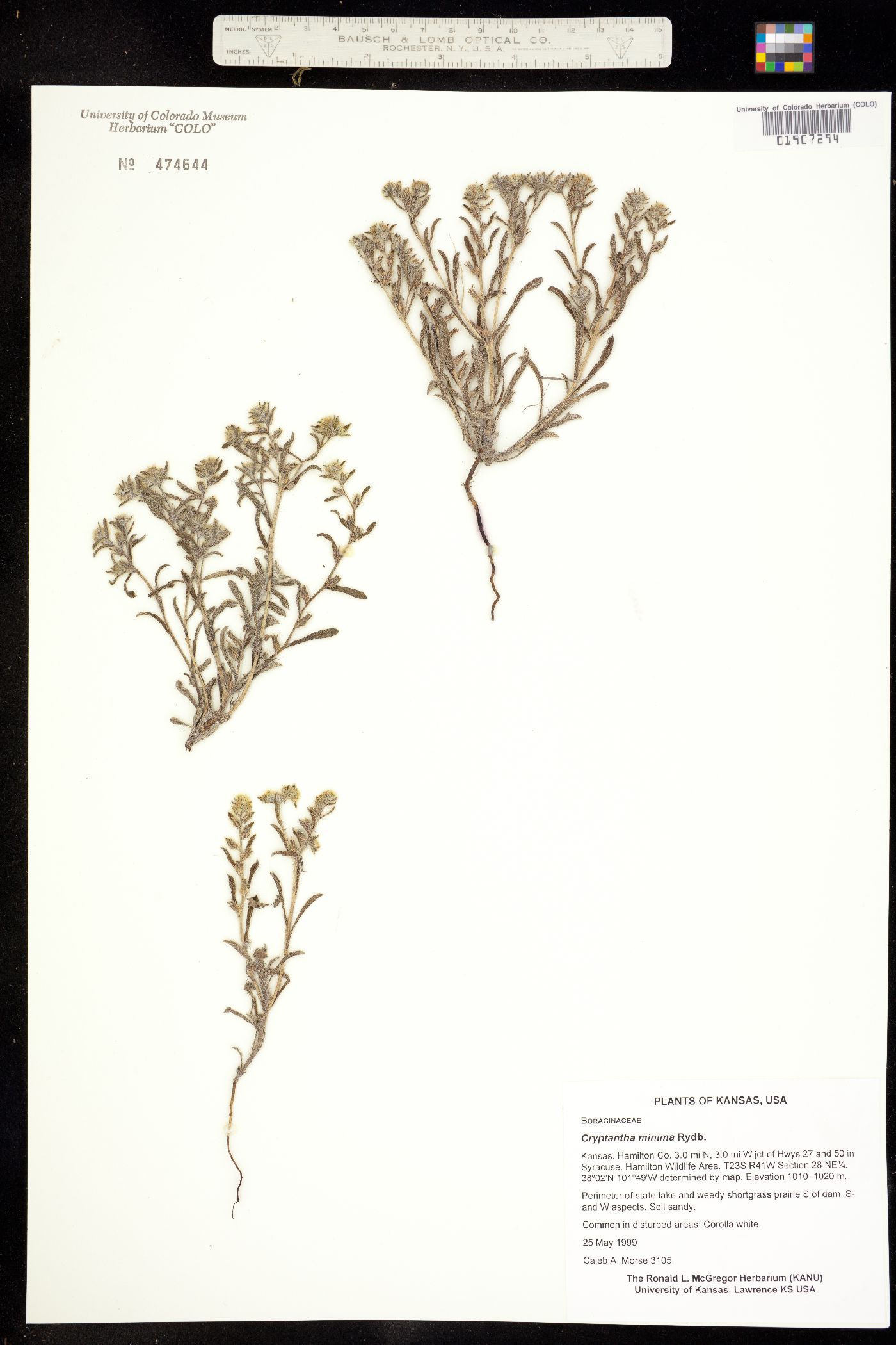 Cryptantha minima image