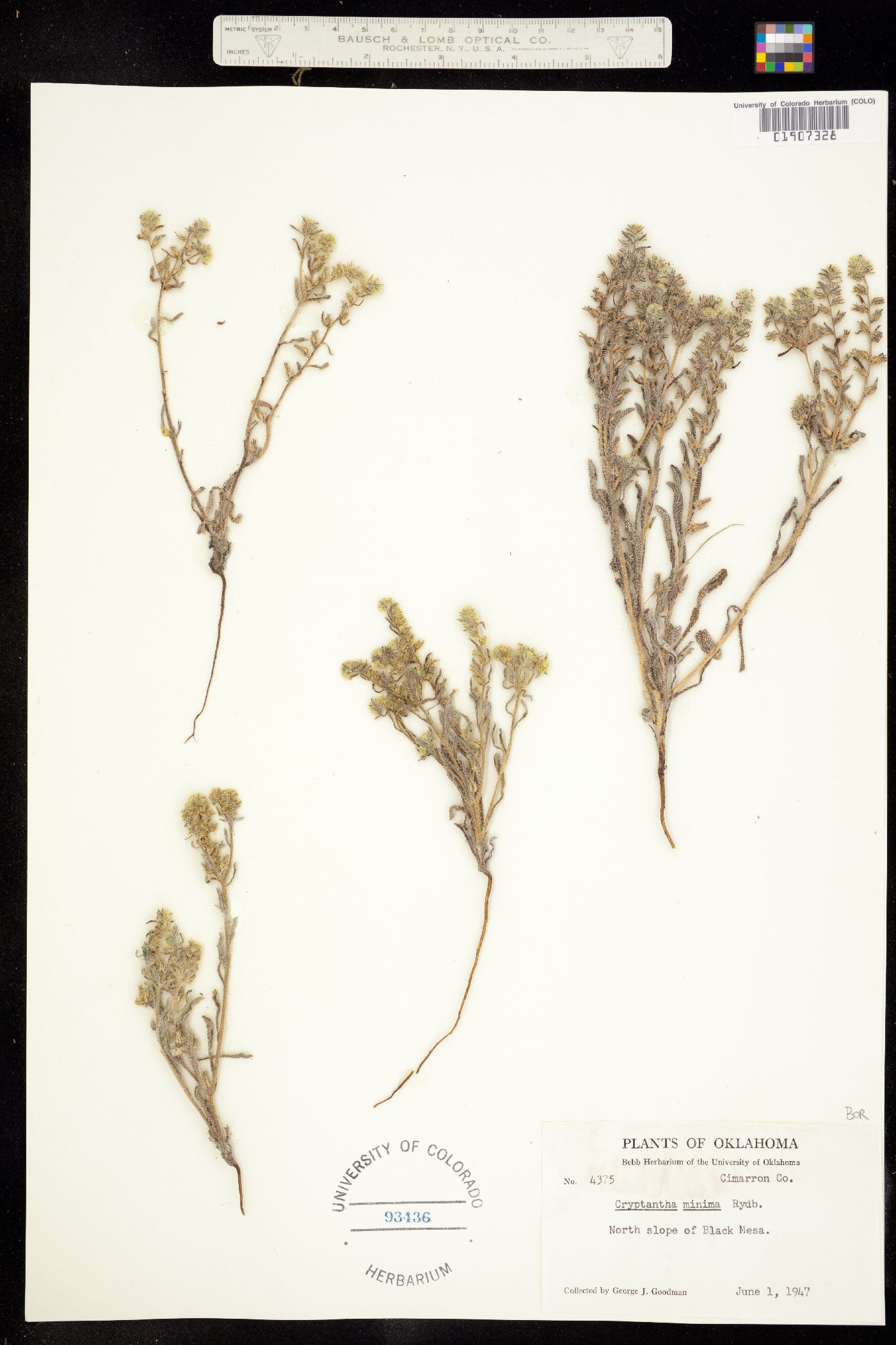Cryptantha minima image