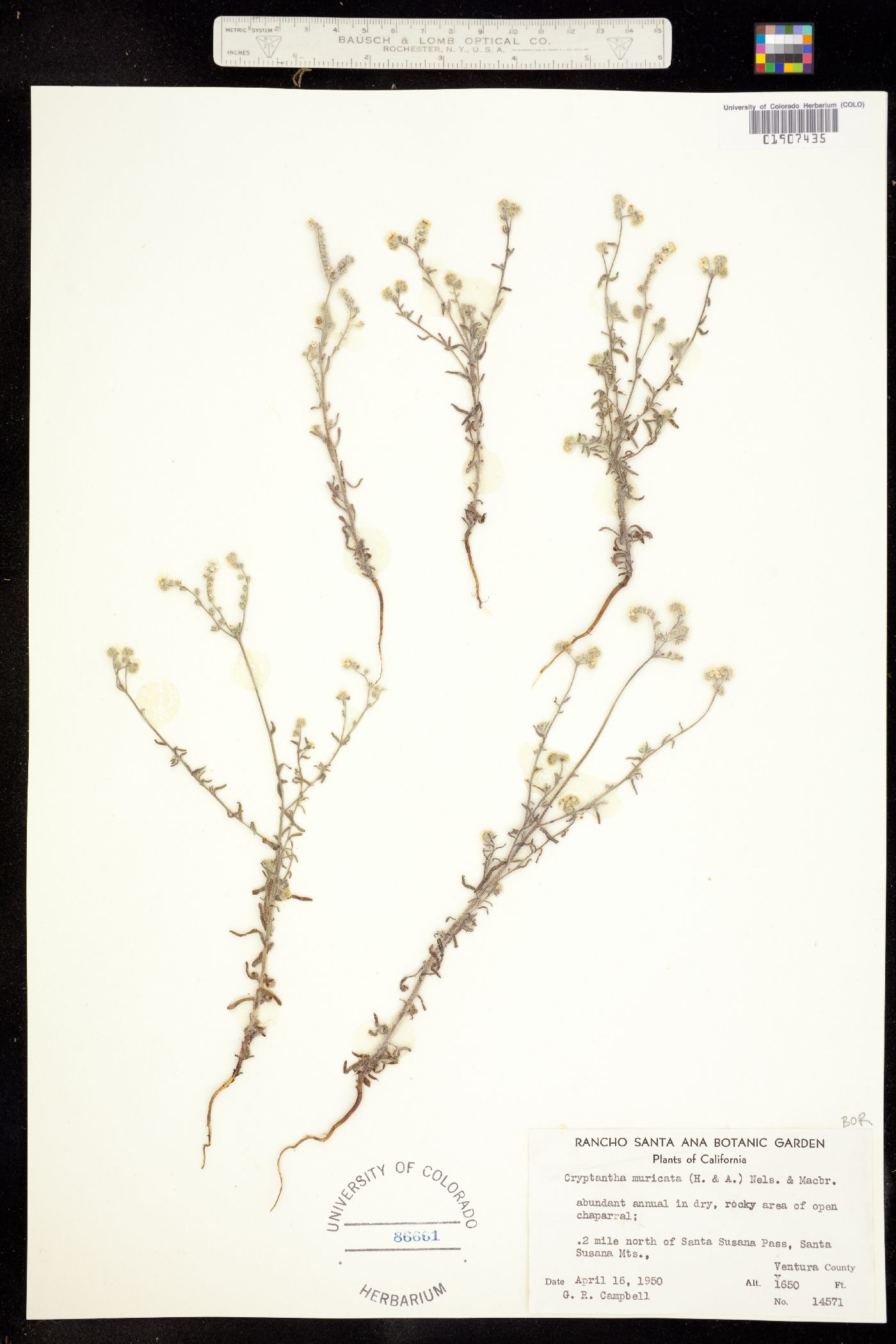 Cryptantha muricata image