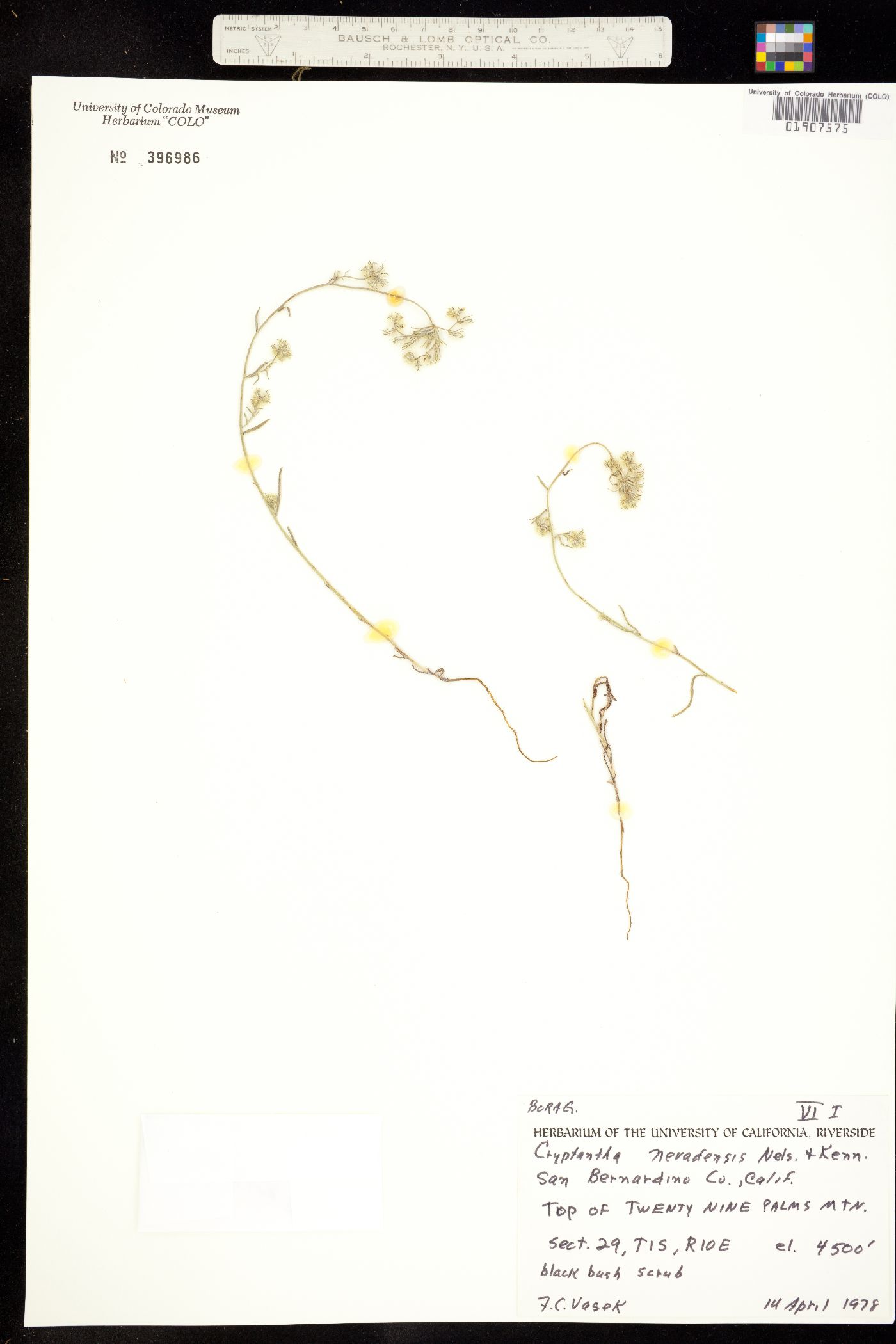 Cryptantha nevadensis image