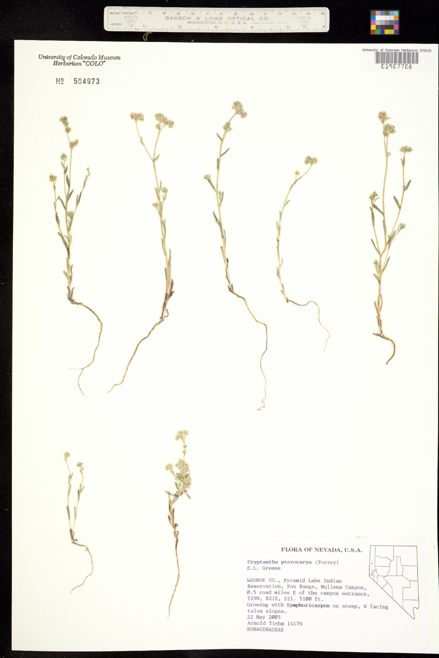 Cryptantha pterocarya image