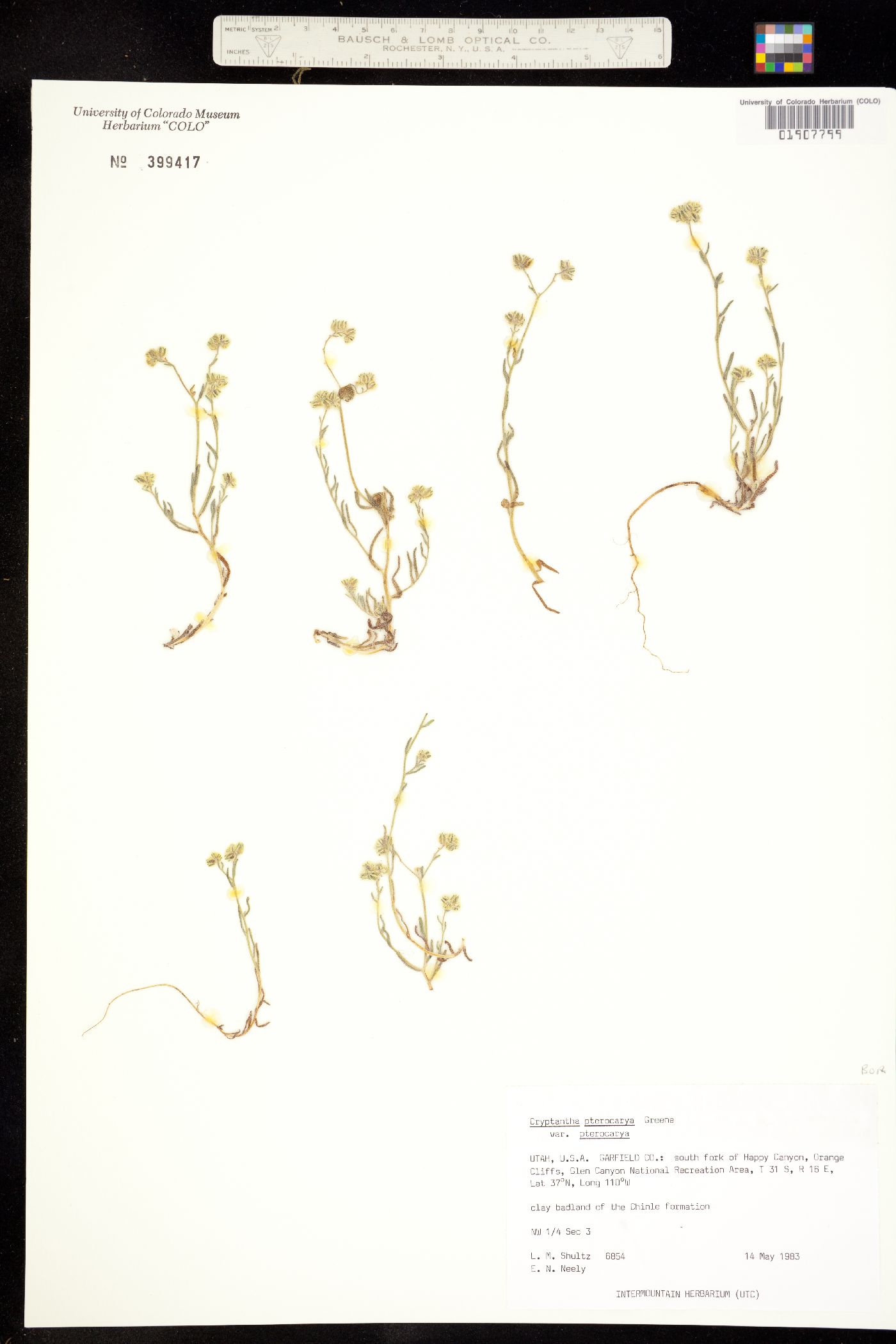 Cryptantha pterocarya image