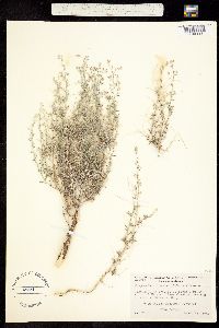 Cryptantha racemosa image
