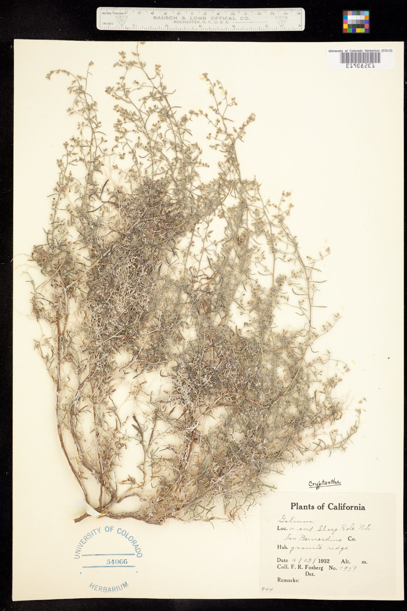 Cryptantha racemosa image