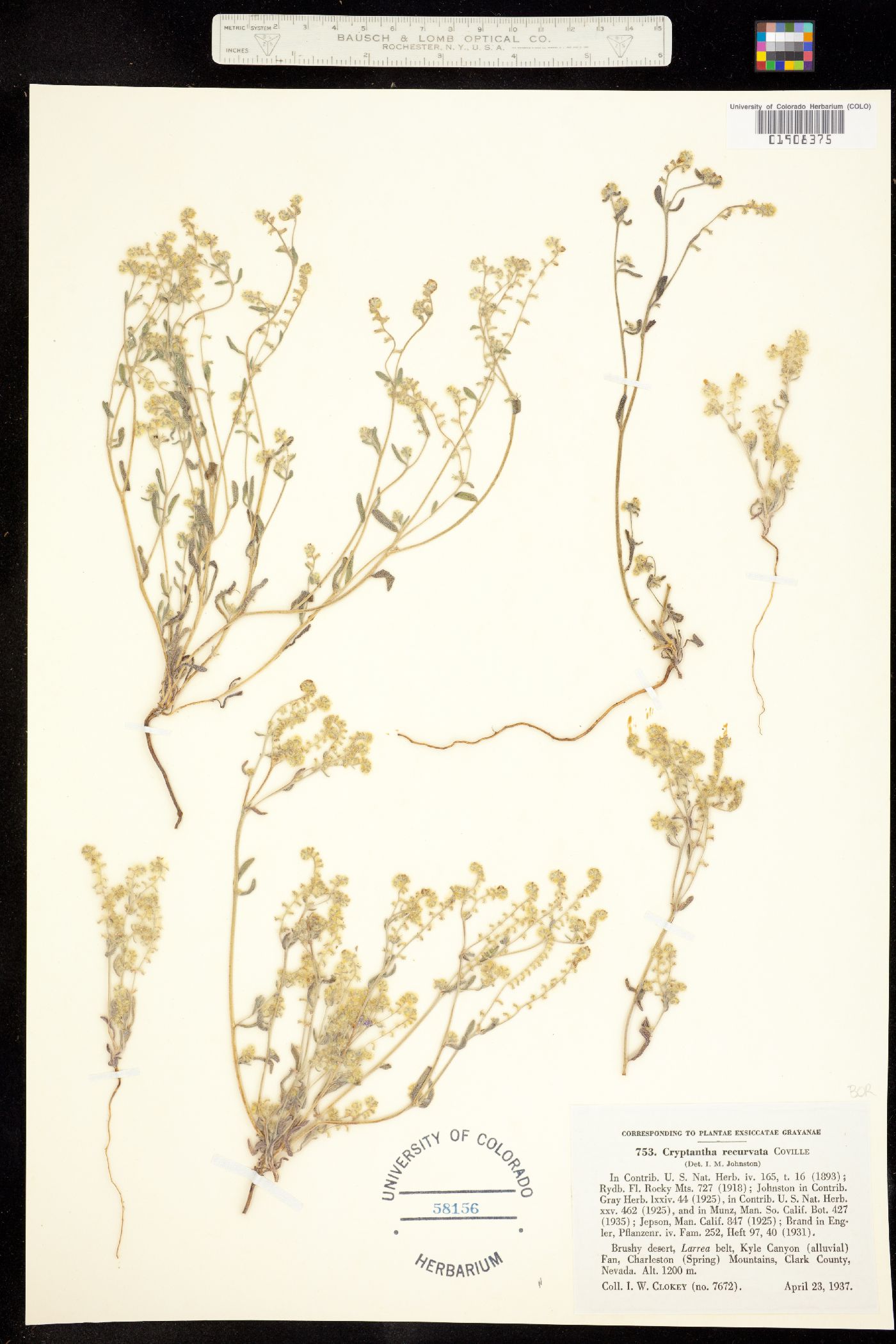 Cryptantha recurvata image