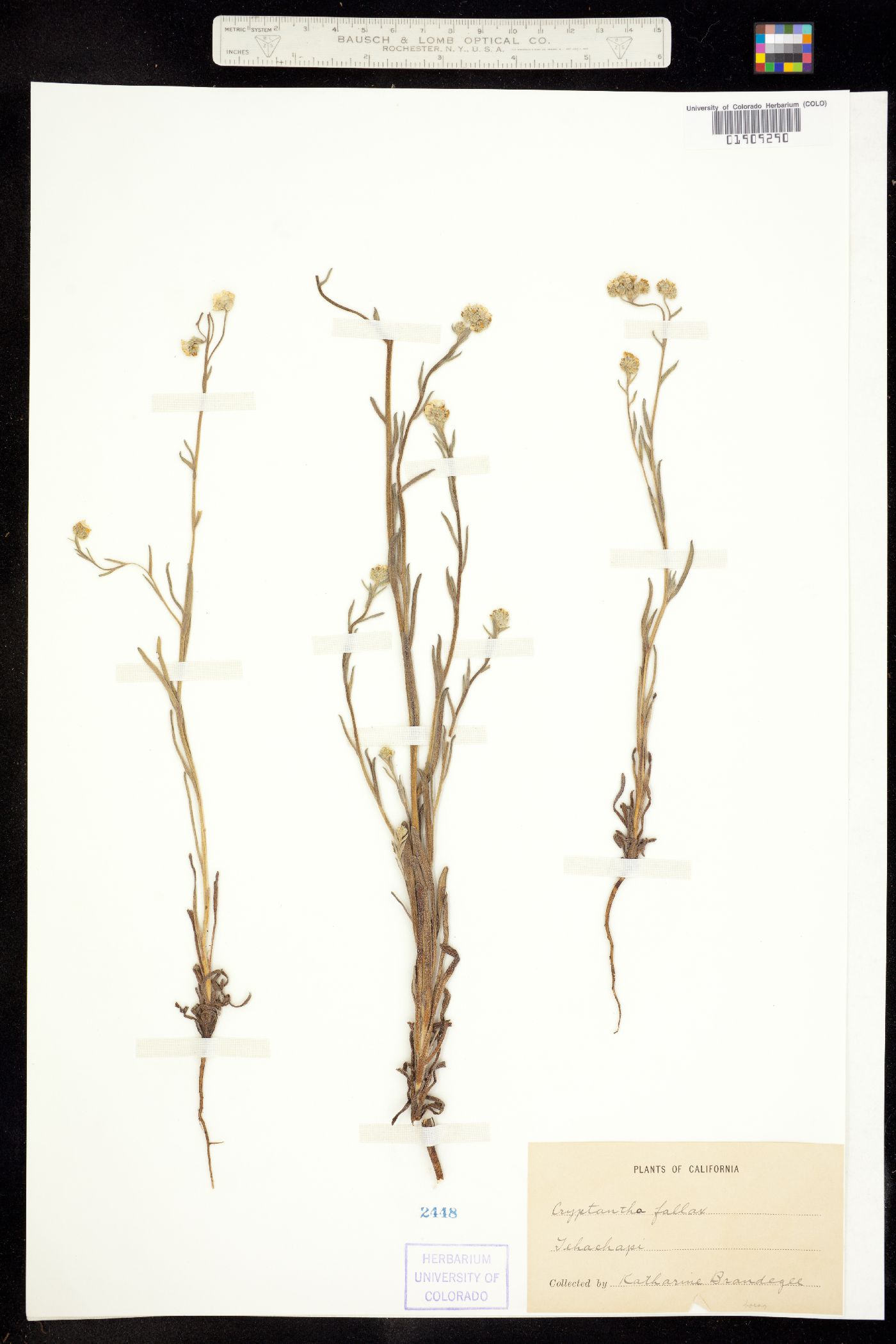 Cryptantha linearis image