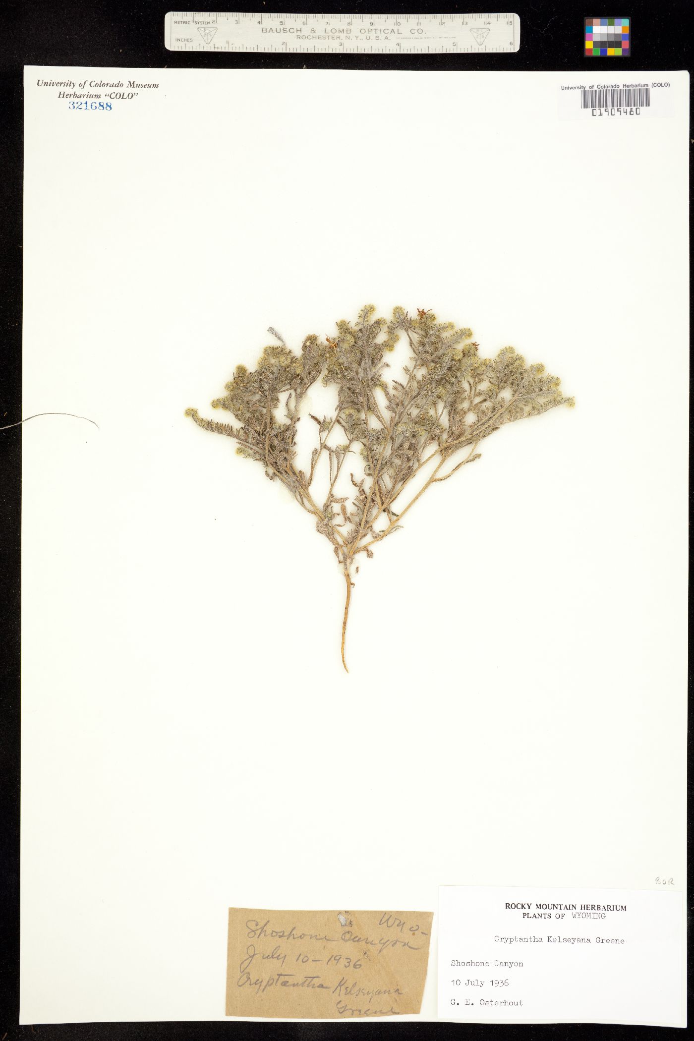 Cryptantha kelseyana image