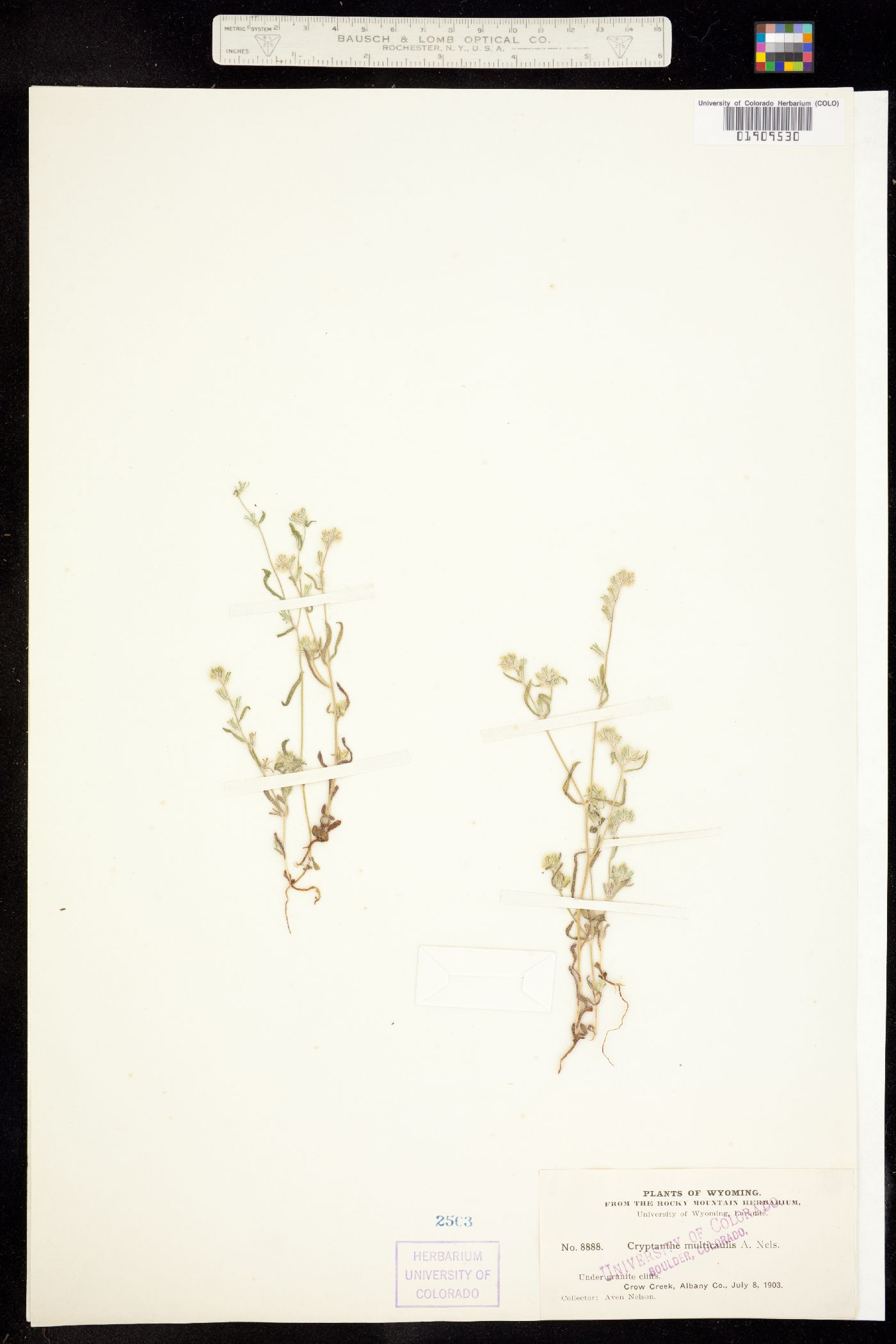 Cryptantha multicaulis image